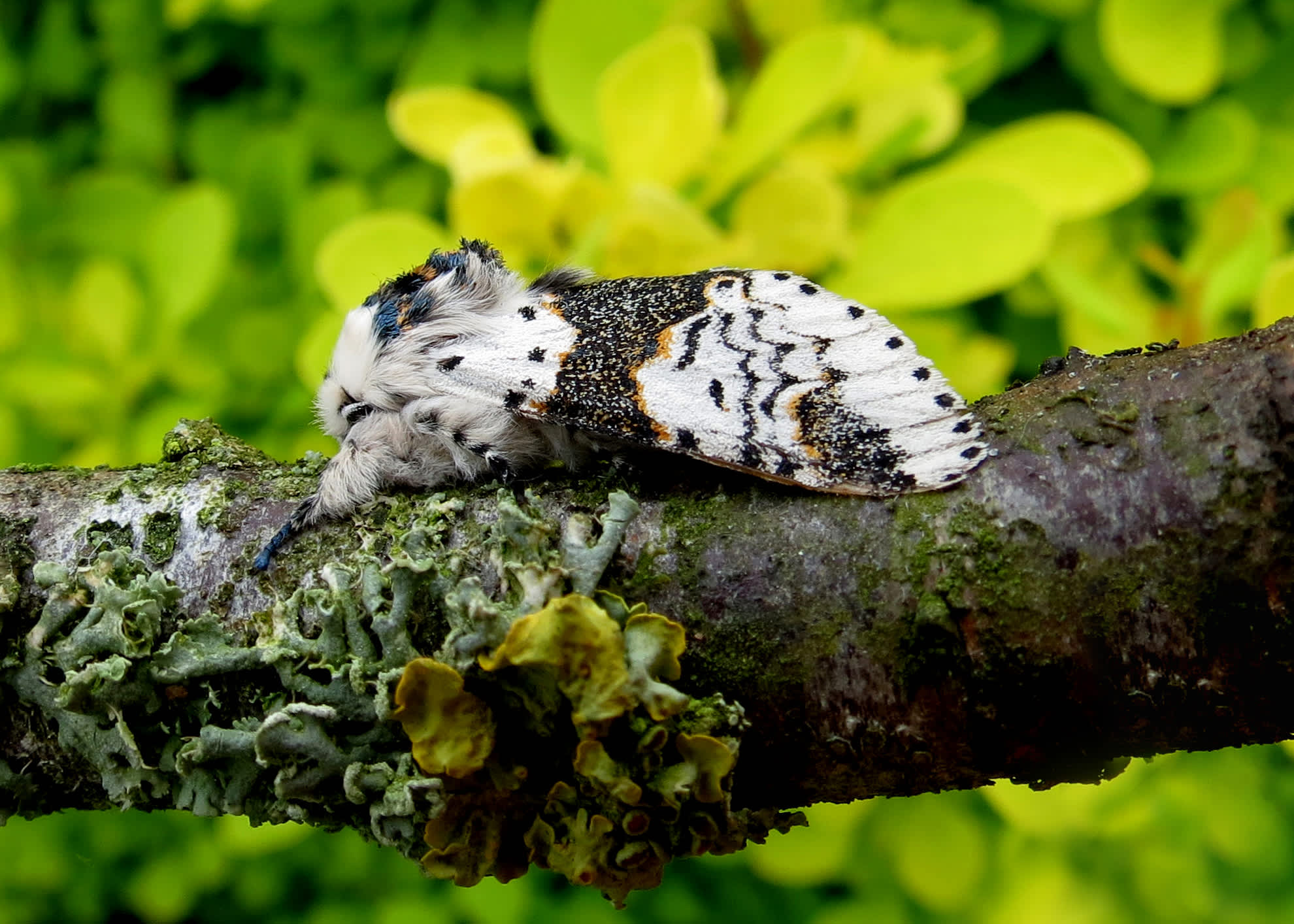 Alder Kitten (Furcula bicuspis) photographed in Somerset by Steve Chapple