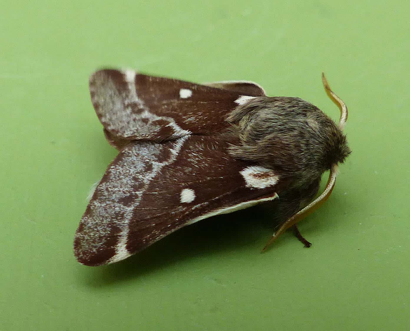 Small Eggar (Eriogaster lanestris) photographed in Somerset by Jenny Vickers