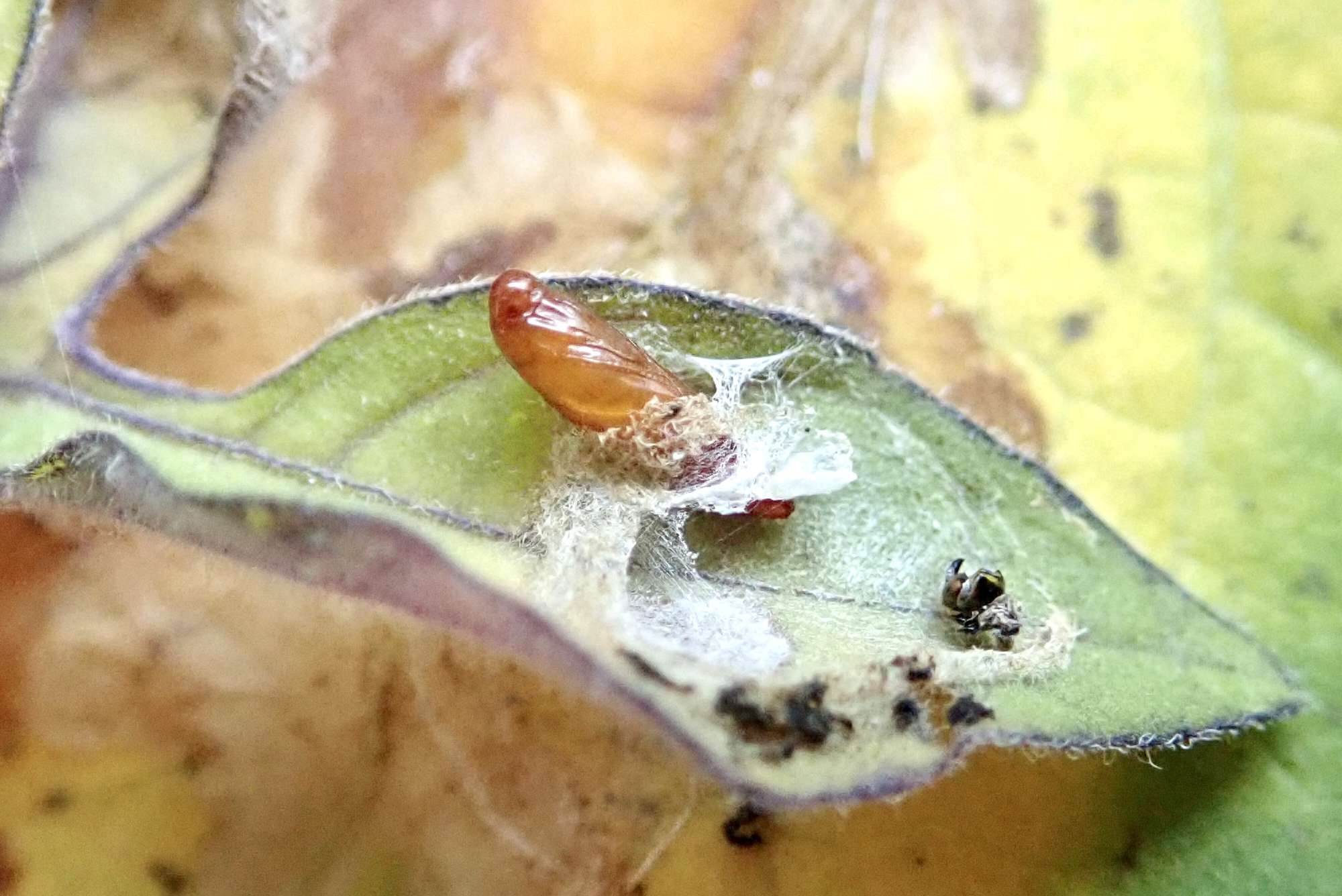 Winter Groundling (Scrobipalpa costella) photographed in Somerset by Sue Davies