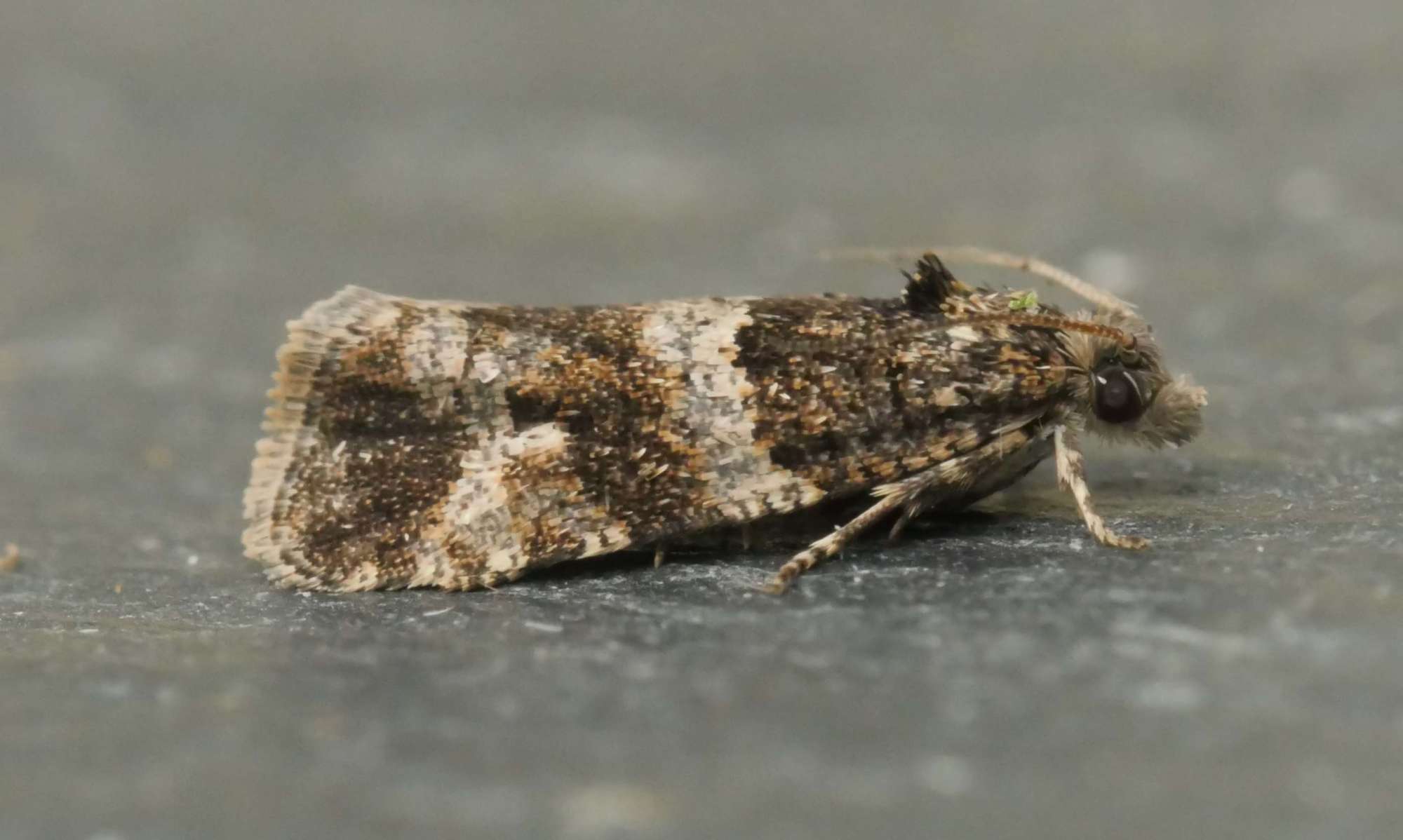 Smoky-barred Marble (Lobesia abscisana) photographed in Somerset by Jenny Vickers