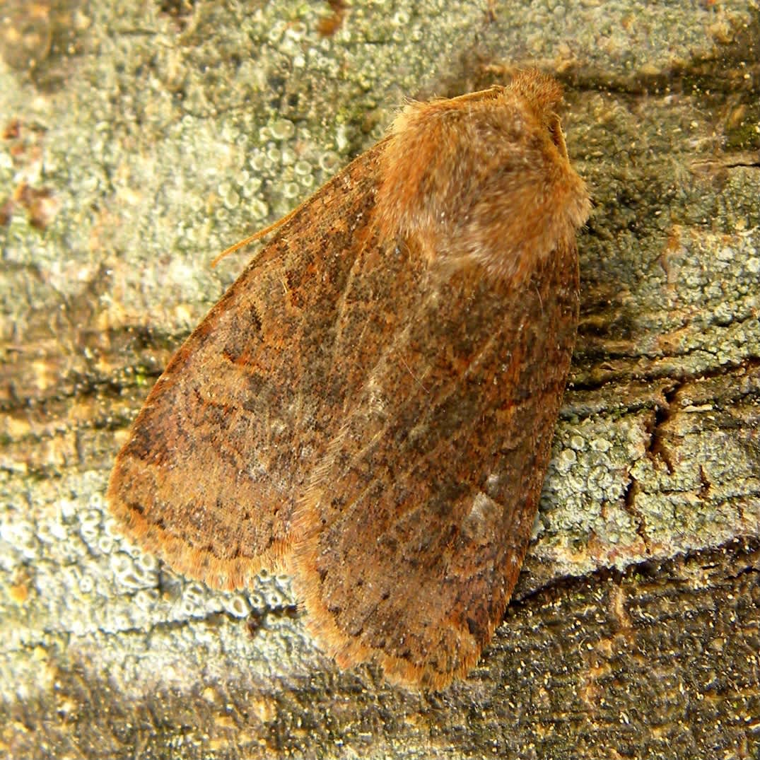 The Chestnut (Conistra vaccinii) photographed in Somerset by Sue Davies