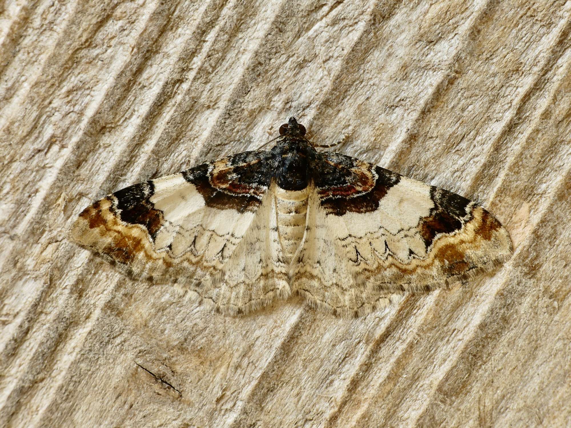 Royal Mantle (Catarhoe cuculata) photographed in Somerset by Paul Wilkins