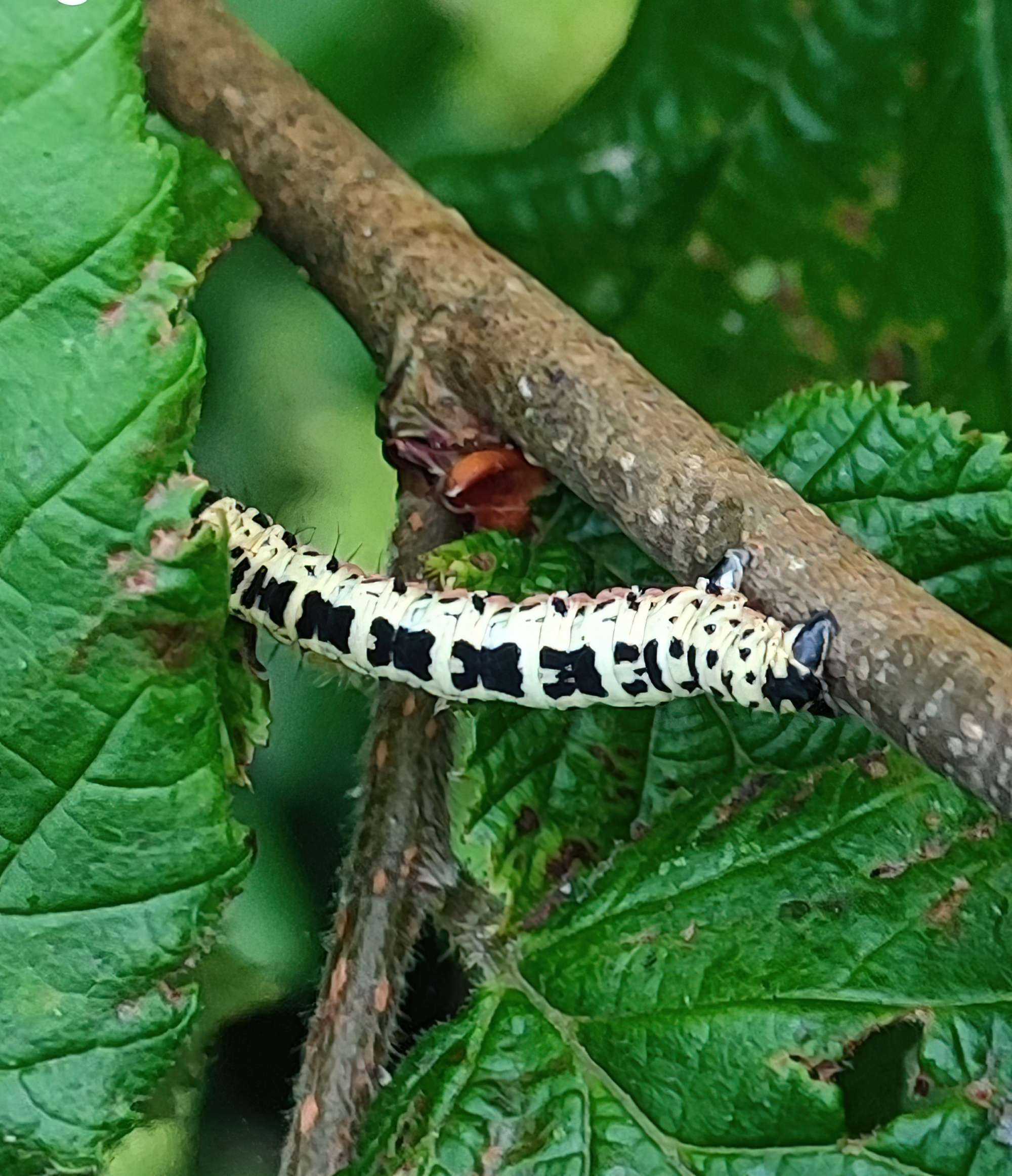 The Magpie (Abraxas grossulariata) photographed in Somerset by Jane Cole
