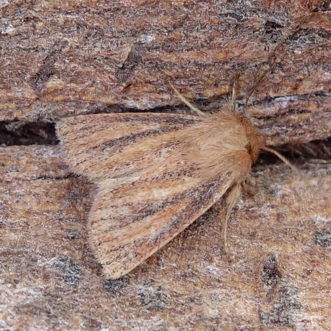 Small Wainscot (Denticucullus pygmina) photographed in Somerset by Sue Davies