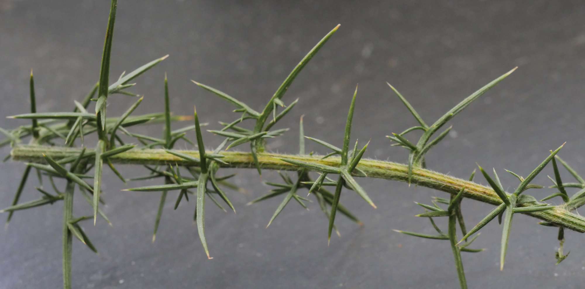 Gorse Midget (Phyllonorycter ulicicolella) photographed in Somerset by Jenny Vickers