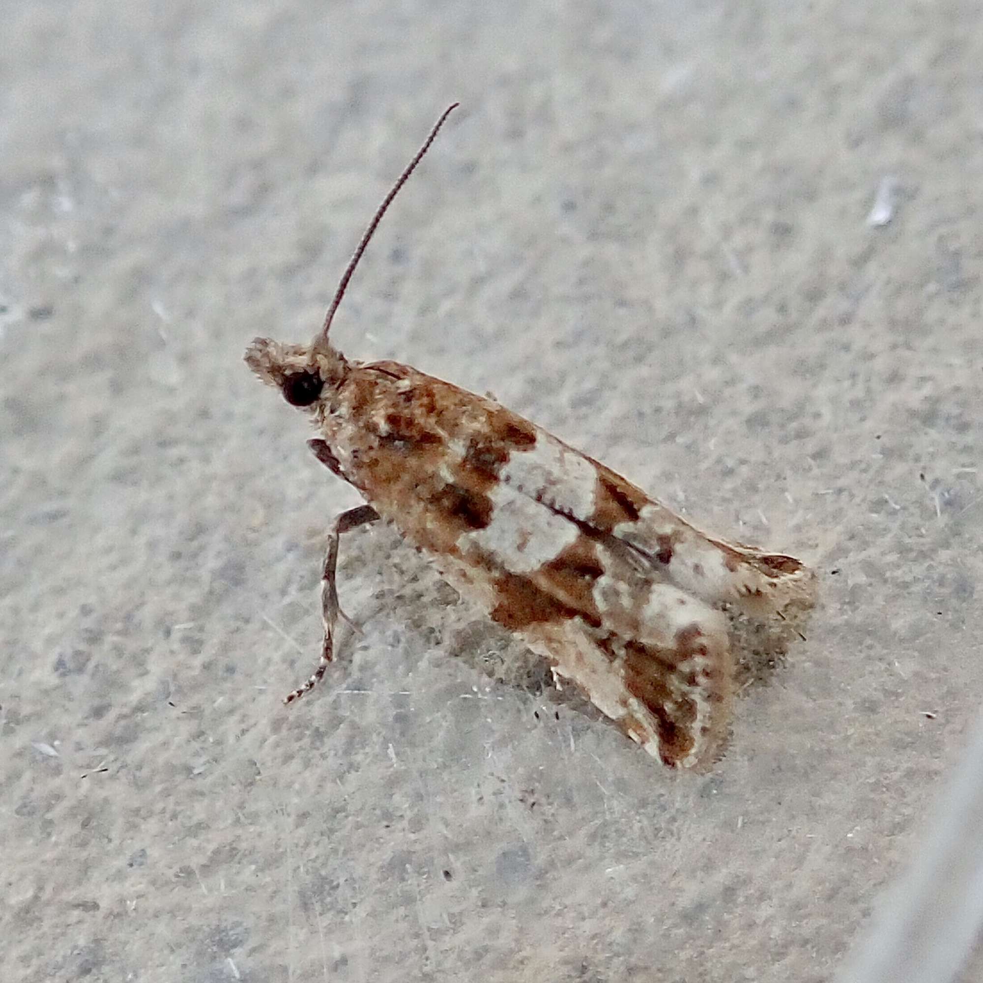 Shore Marble (Lobesia littoralis) photographed in Somerset by Sue Davies