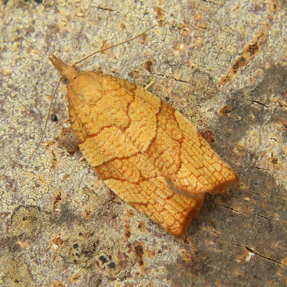 Chequered Fruit-tree Tortrix (Pandemis corylana) photographed in Somerset by Sue Davies