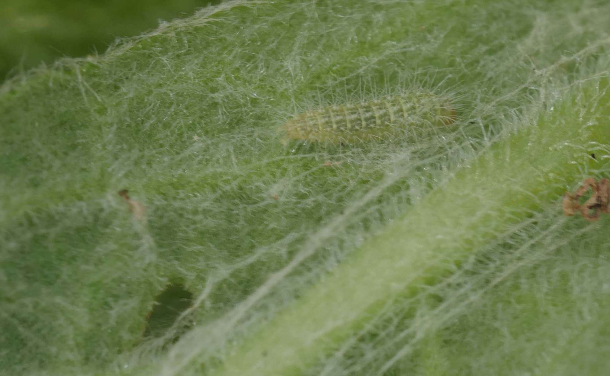 Dusky Plume (Oidaematophorus lithodactyla) photographed in Somerset by Jenny Vickers