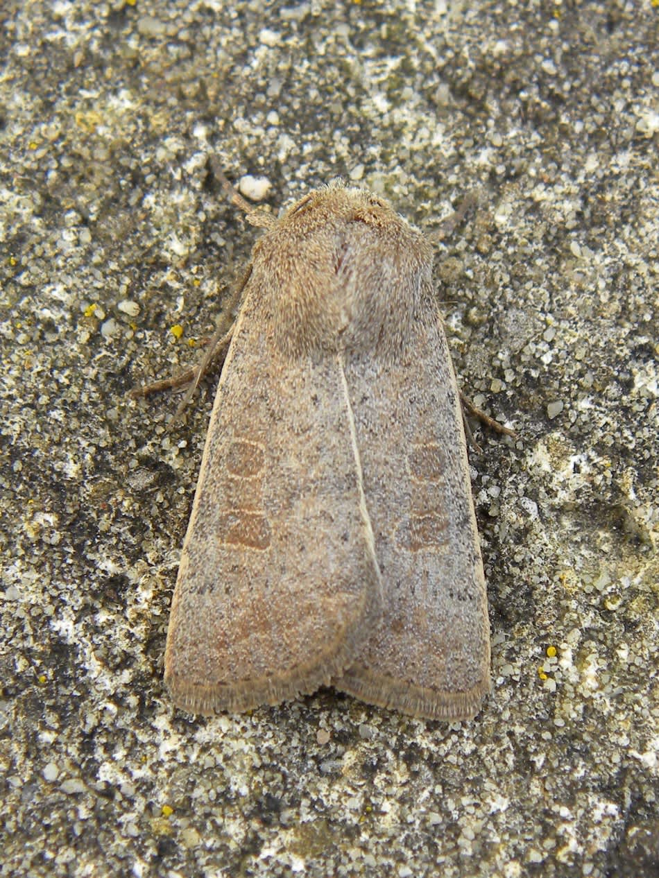 Vine's Rustic (Hoplodrina ambigua) photographed in Somerset by Sue Davies