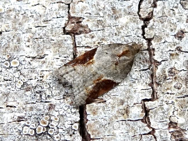 Dark-triangle Button (Acleris laterana) photographed in Somerset by Sue Davies