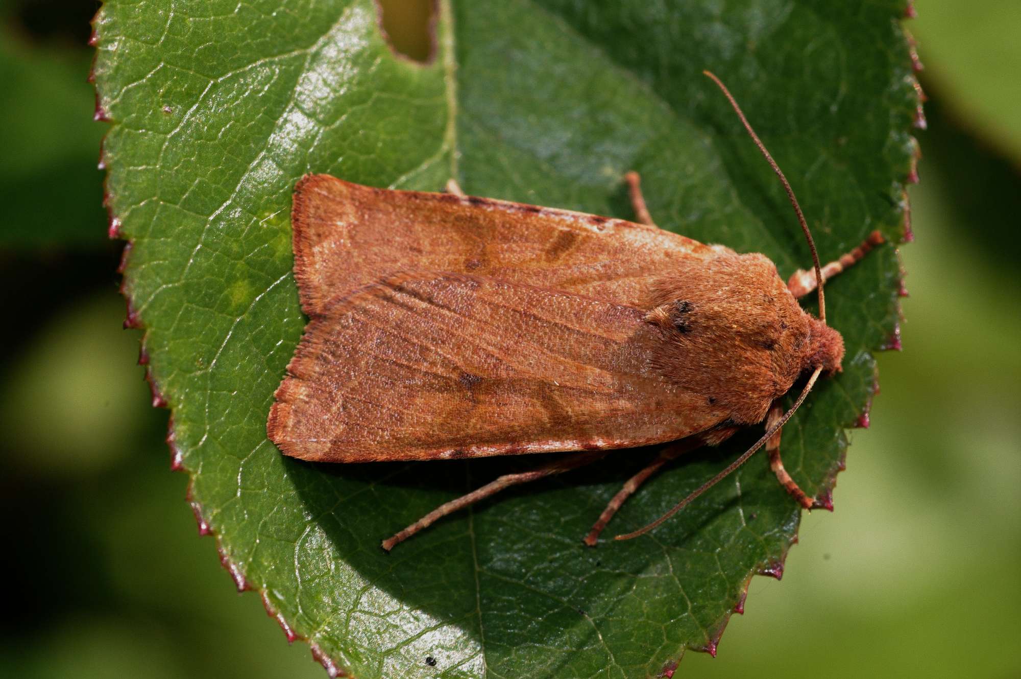 Beaded Chestnut (Agrochola lychnidis) photographed in Somerset by John Connolly