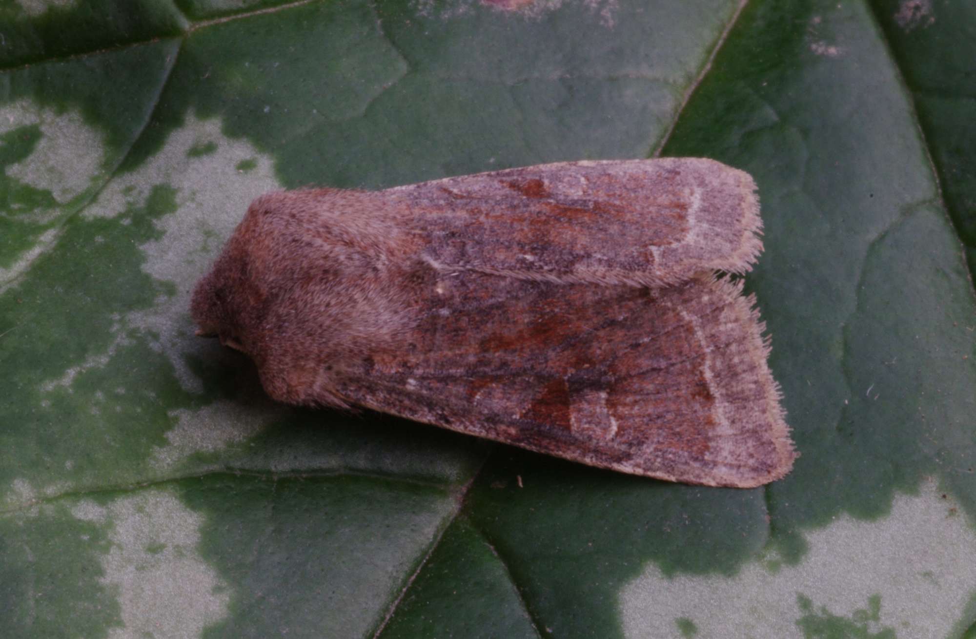 The Chestnut (Conistra vaccinii) photographed in Somerset by John Connolly