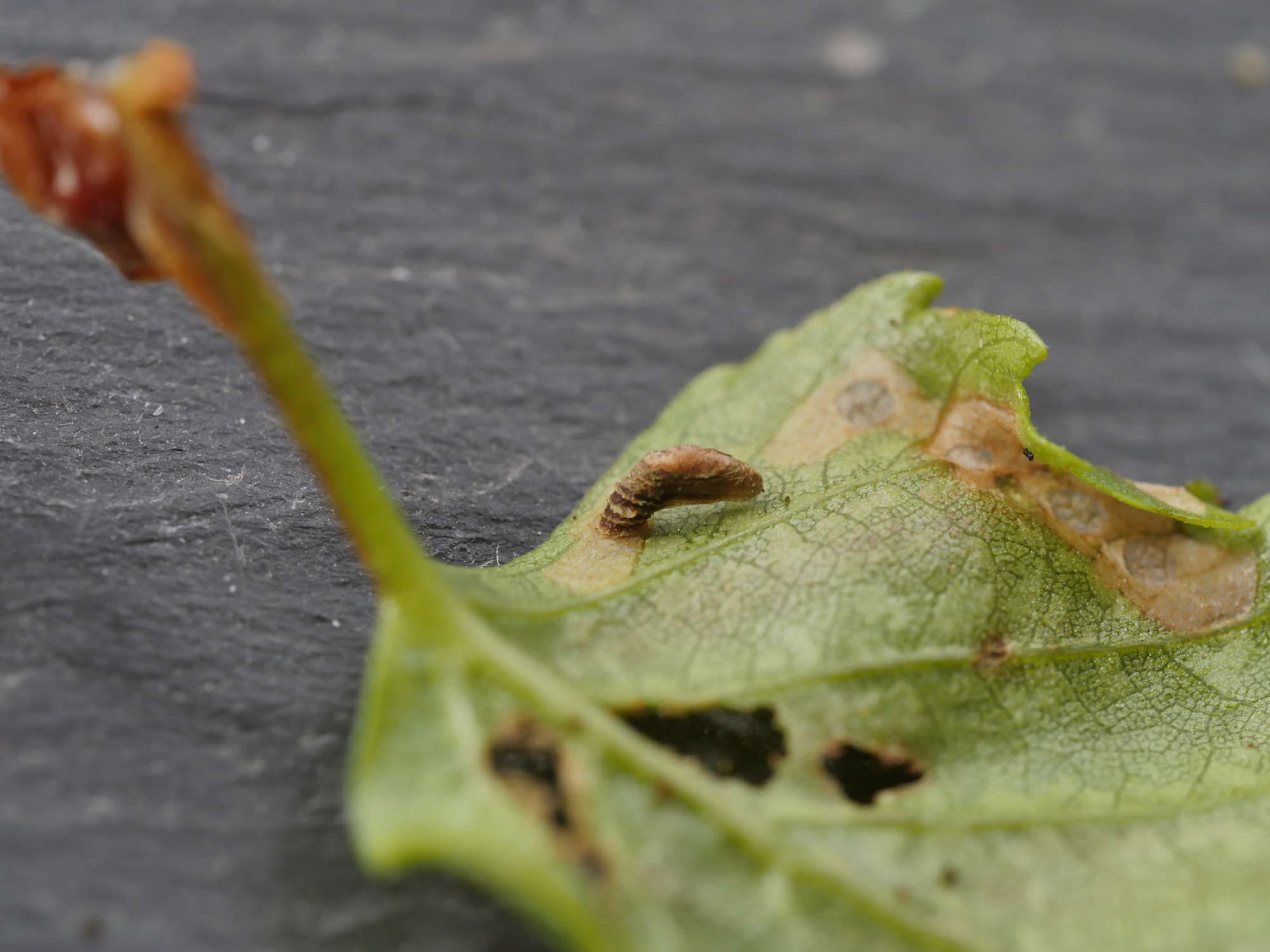 Common Case-bearer (Coleophora serratella) photographed in Somerset by Jenny Vickers