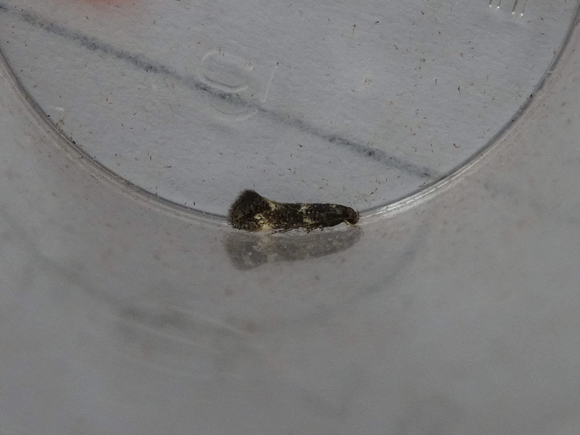 Black-headed Dwarf (Elachista atricomella) photographed in Somerset by Christopher Iles