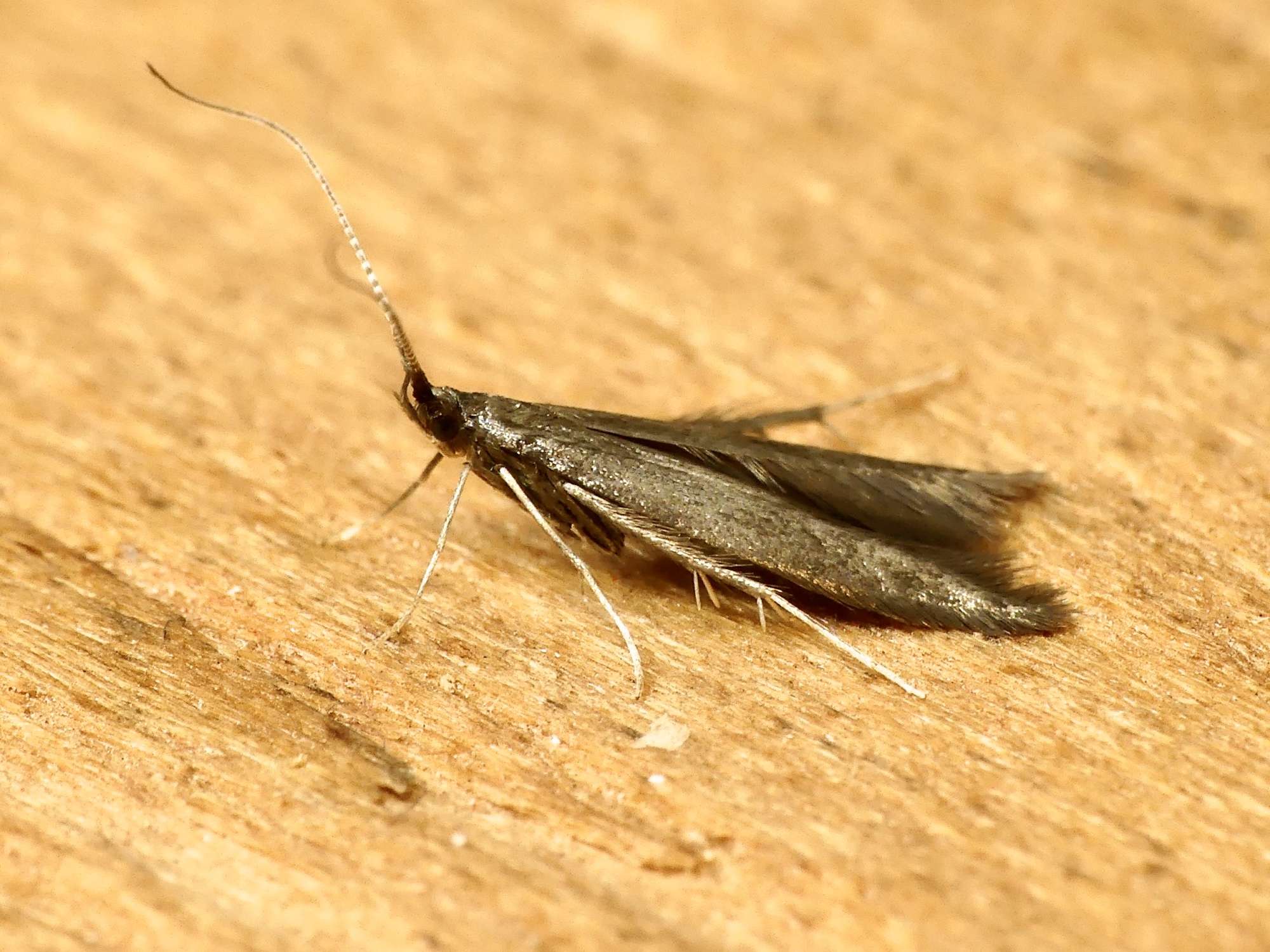 White-legged Case-bearer (Coleophora albitarsella) photographed in Somerset by Paul Wilkins