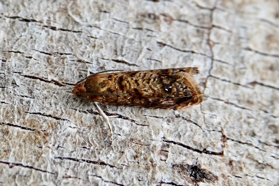 Kent Fruit Piercer (Grapholita lobarzewskii) photographed in Somerset by Sue Davies