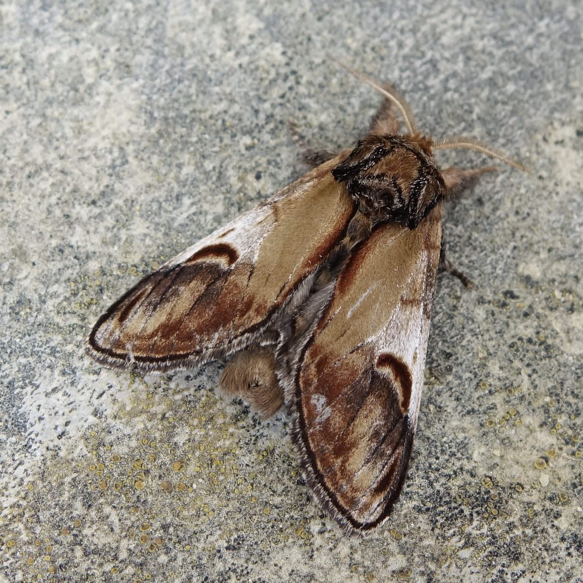 Pebble Prominent (Notodonta ziczac) photographed in Somerset by Sue Davies