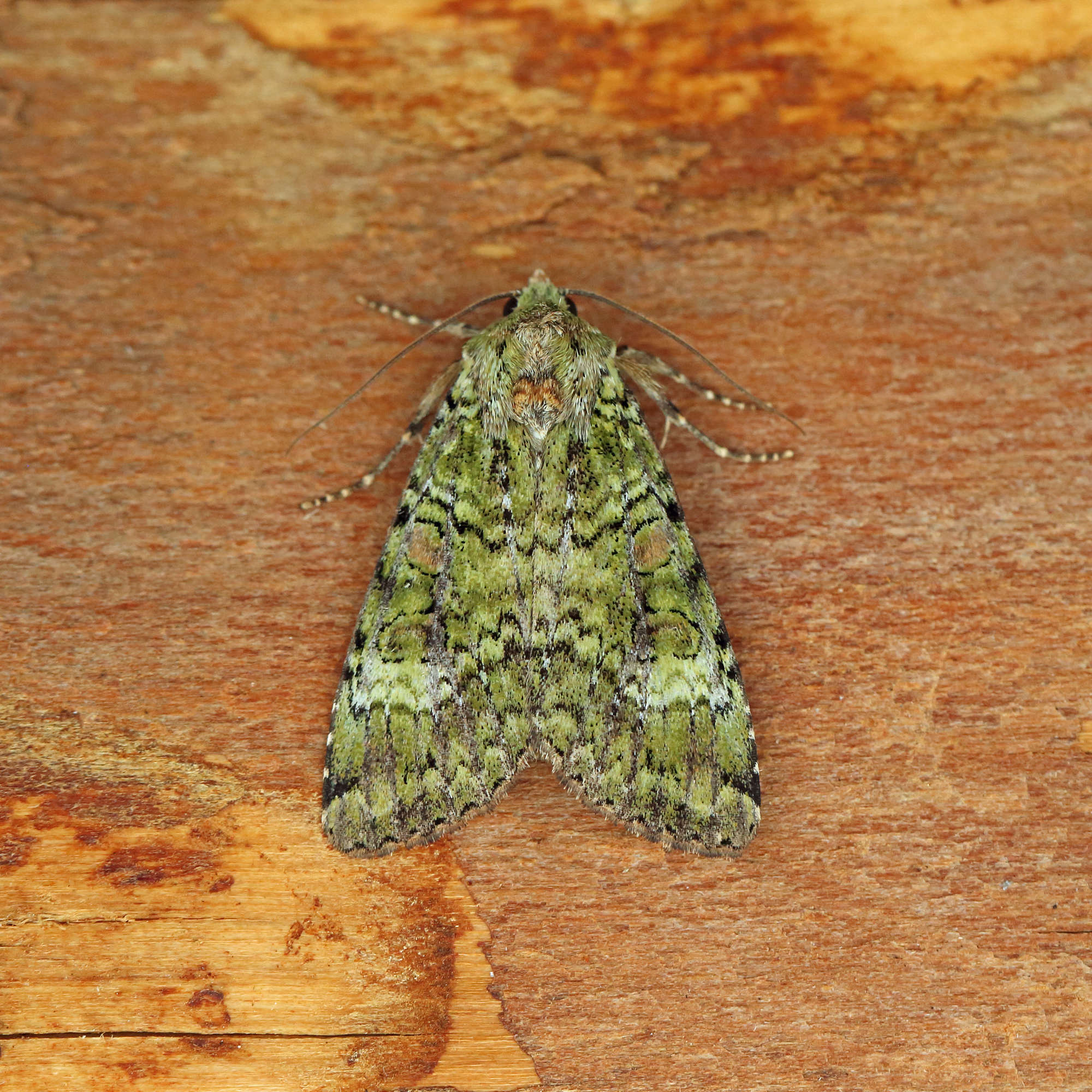 Green Arches (Anaplectoides prasina) photographed in Somerset by Nigel Voaden