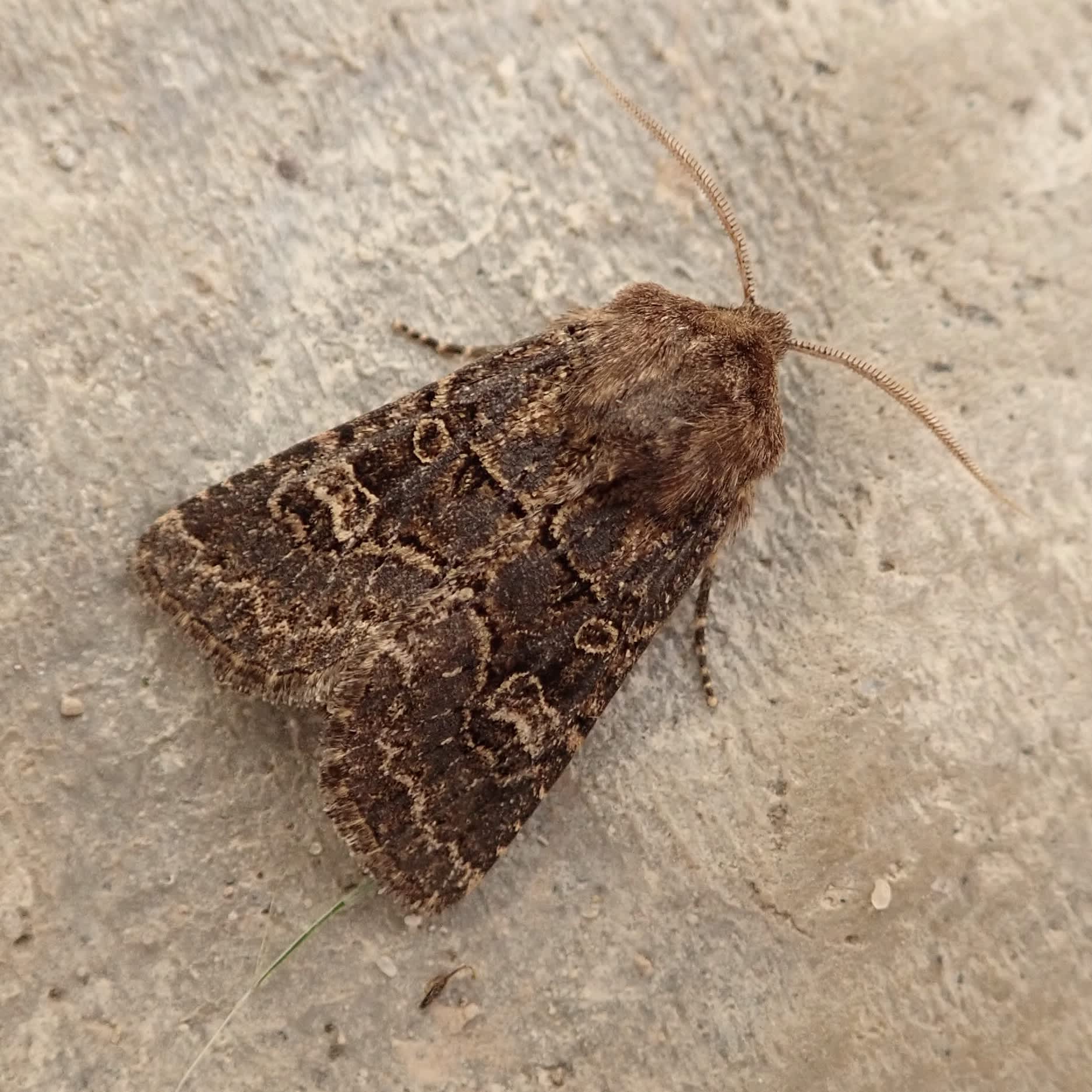 Hedge Rustic (Tholera cespitis) photographed in Somerset by Sue Davies