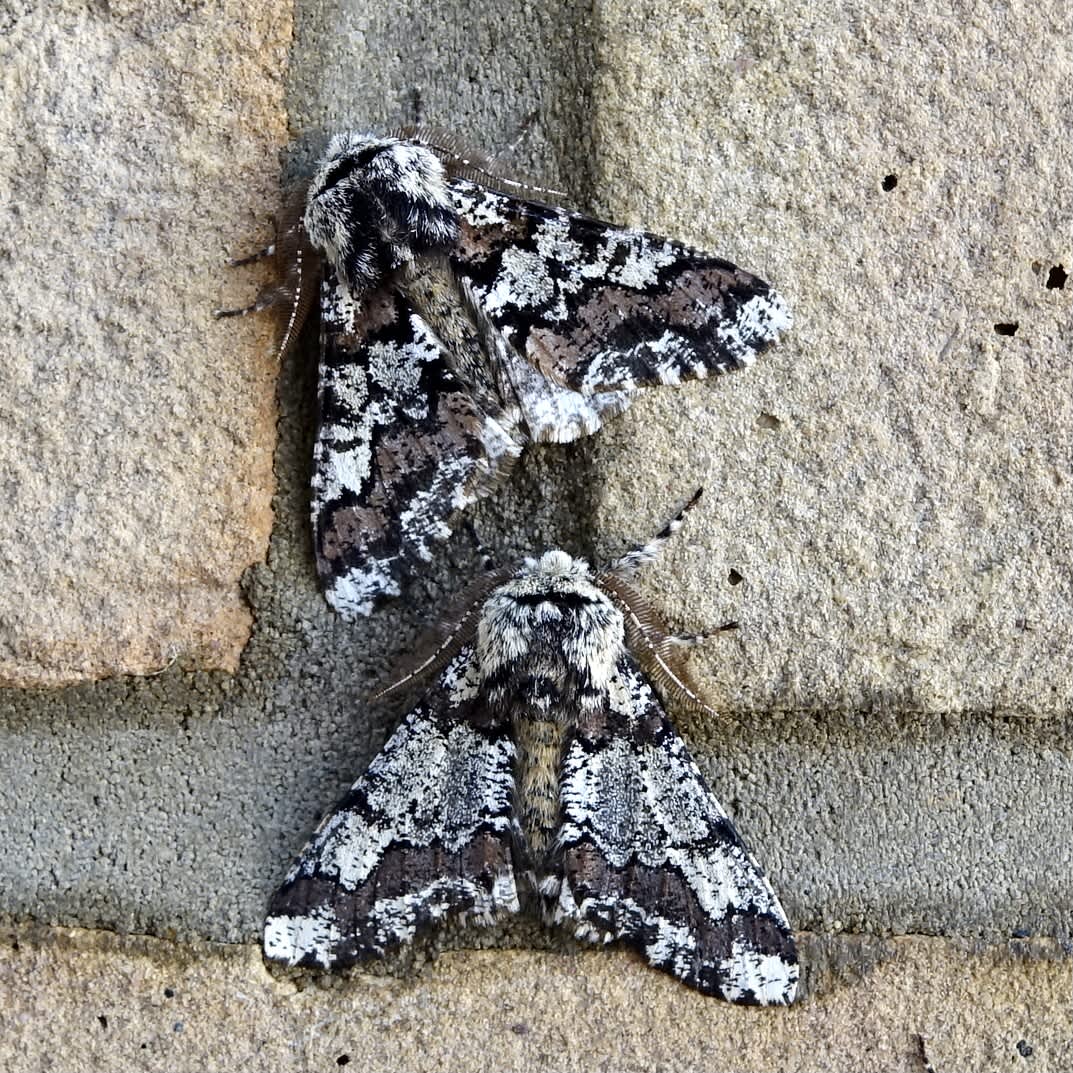 Oak Beauty (Biston strataria) photographed in Somerset by Sue Davies