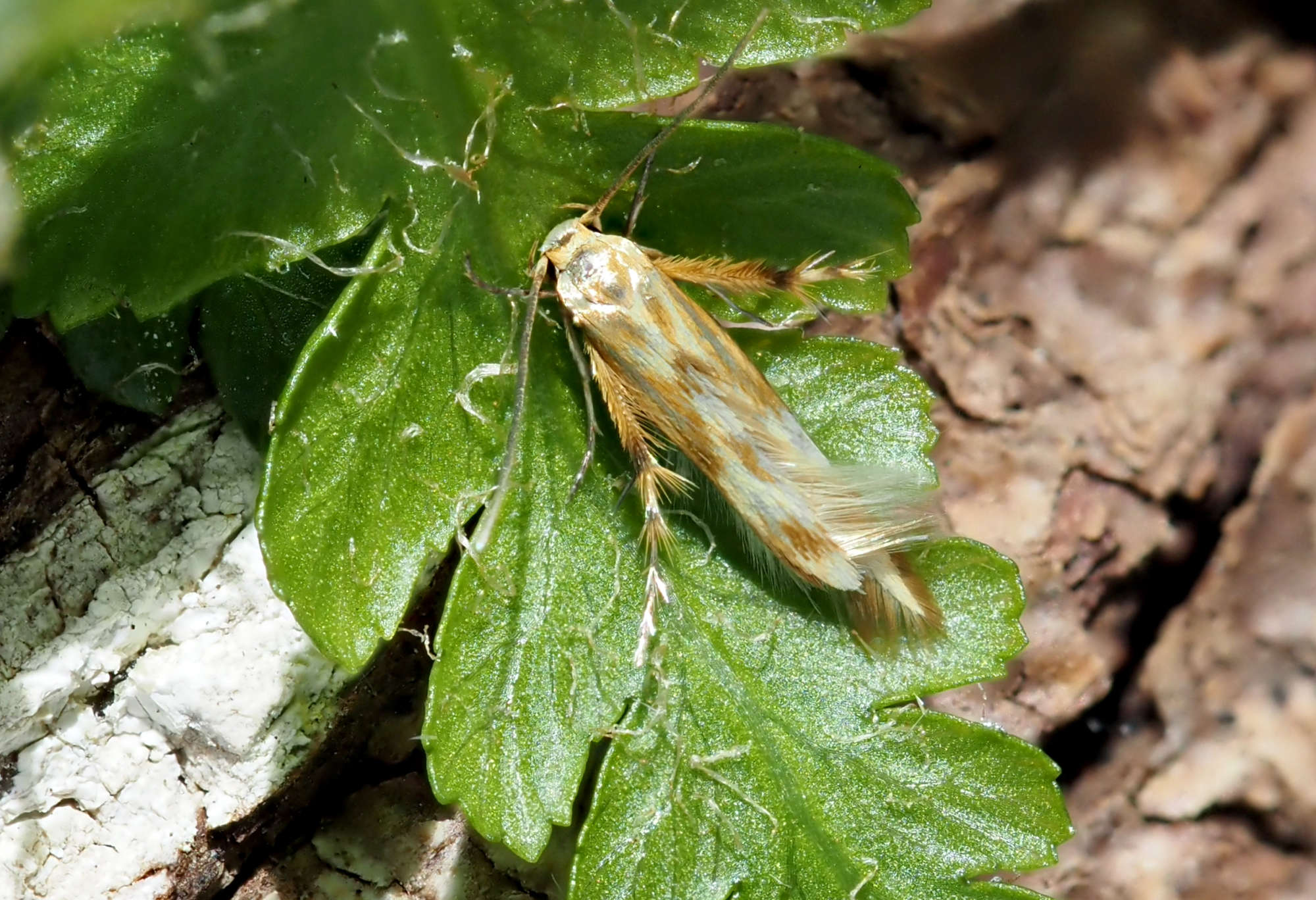 Pachyrhabda steropodes | Somerset Moths