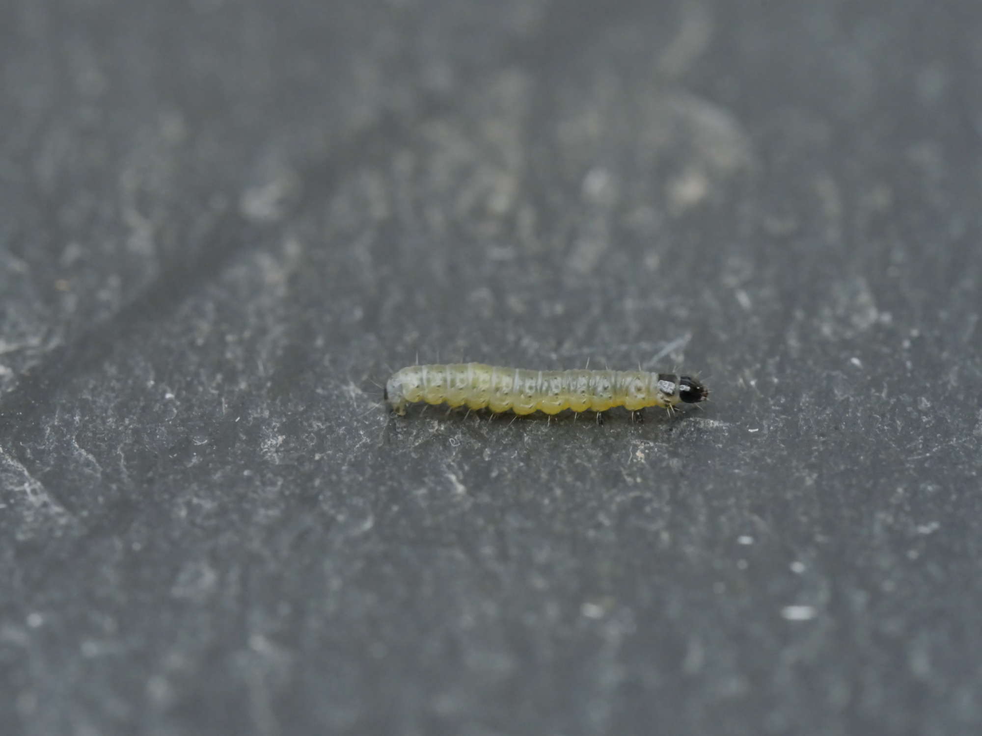 Barred Fruit-tree Tortrix (Pandemis cerasana) photographed in Somerset by Jenny Vickers