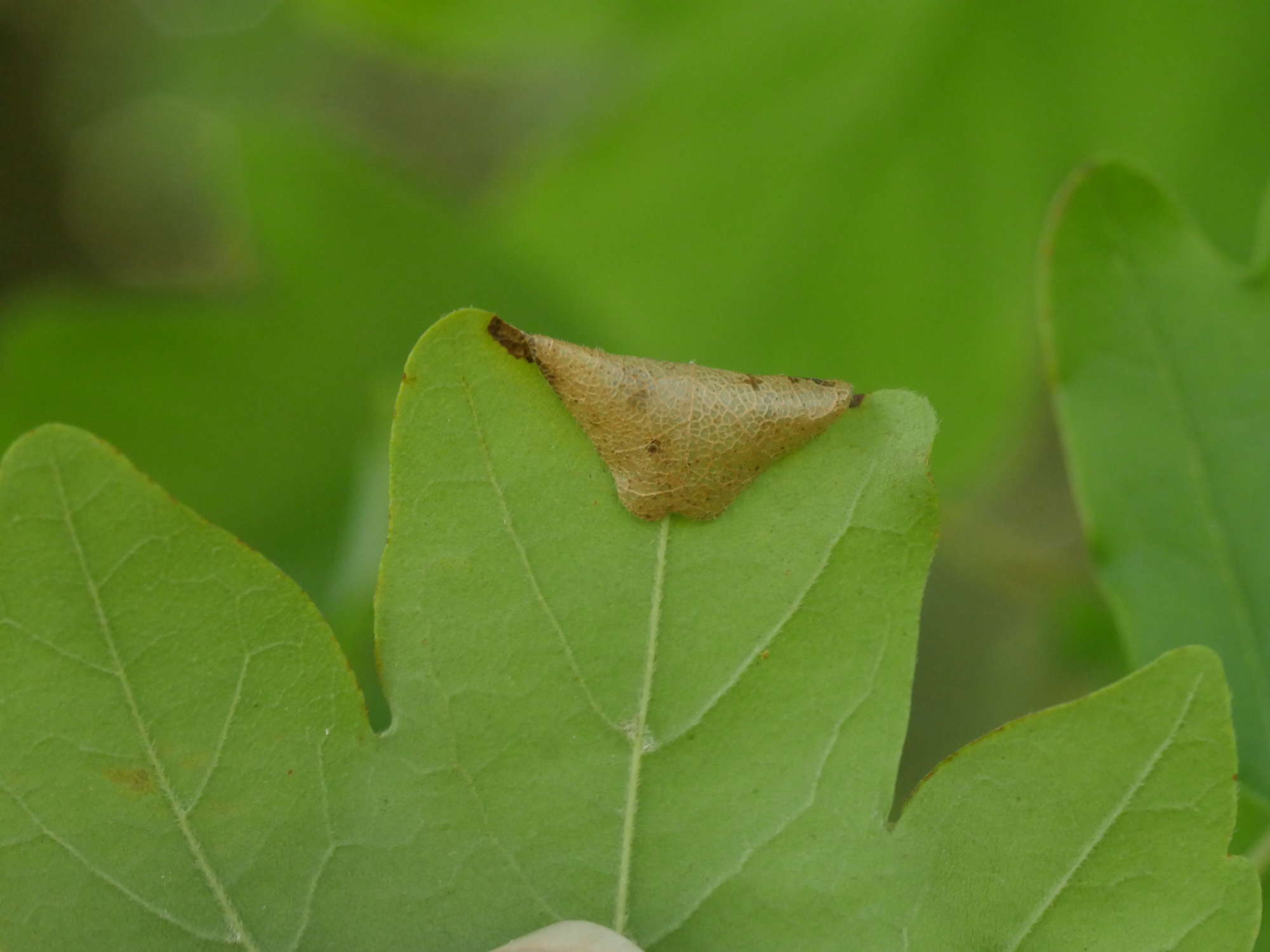 Maple Midget (Phyllonorycter acerifoliella) photographed in Somerset by Jenny Vickers