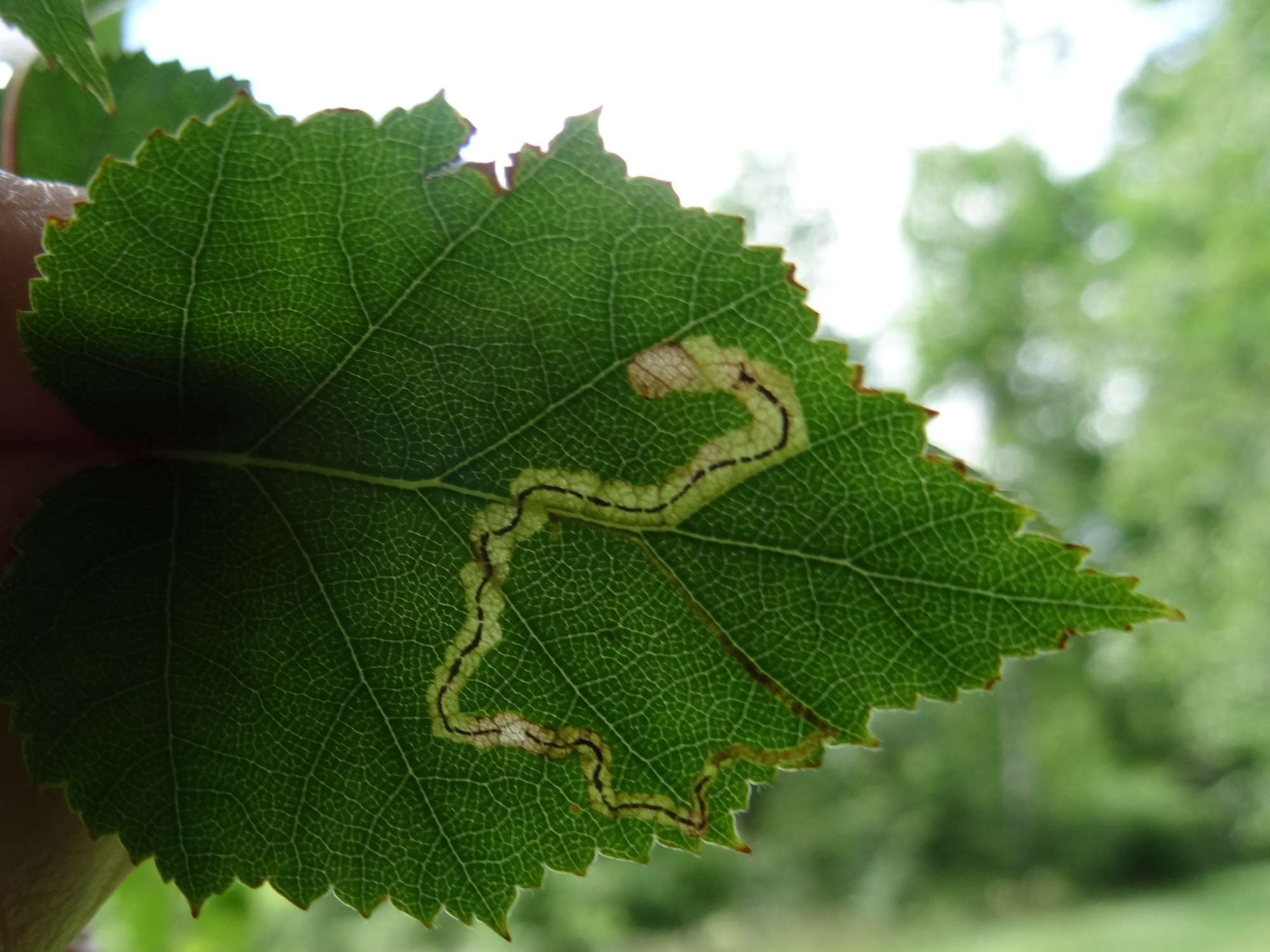 Drab Birch Pigmy (Stigmella lapponica) photographed in Somerset by Christopher Iles