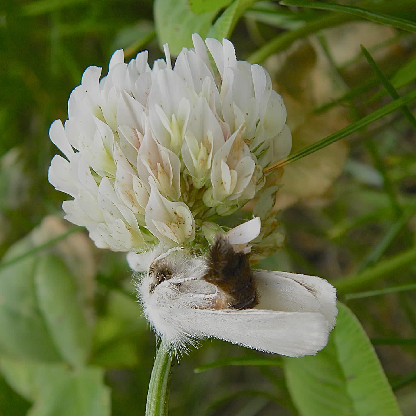 Brown-tail (Euproctis chrysorrhoea) photographed in Somerset by Sue Davies