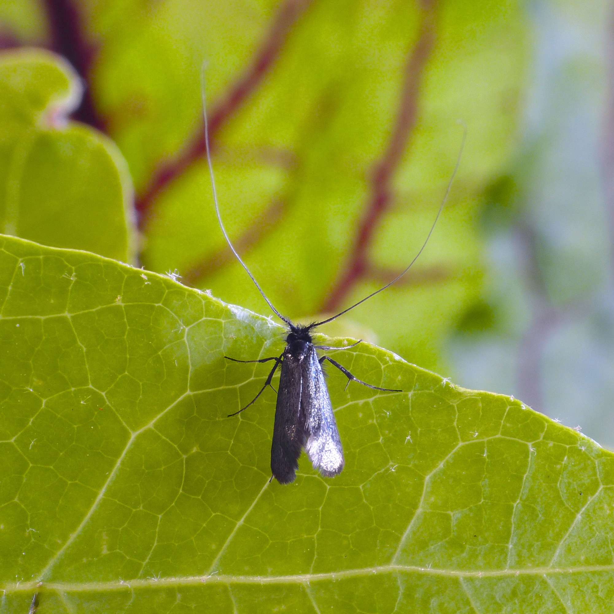 Green Long-horn (Adela reaumurella) photographed in Somerset by Paul Wilkins