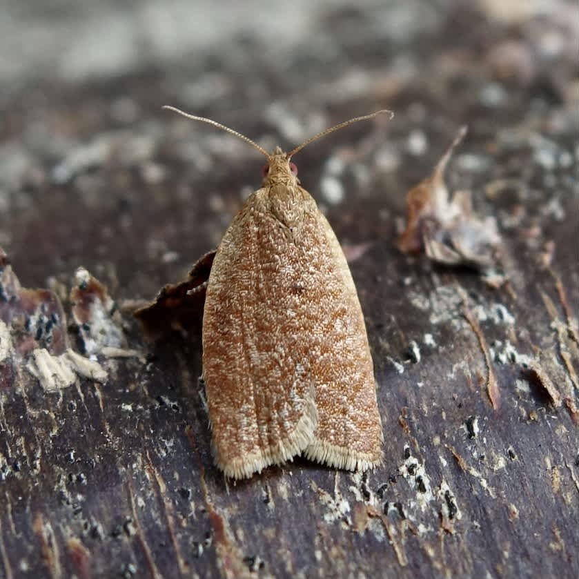 Privet Tortrix (Clepsis consimilana) photographed in Somerset by Sue Davies