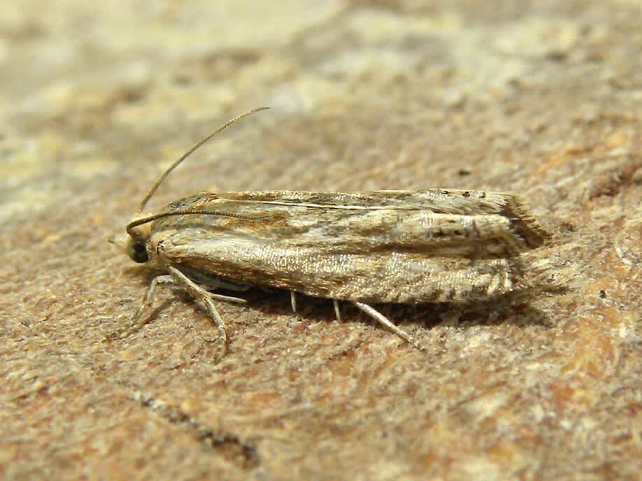 Hoary Bell (Eucosma cana) photographed in Somerset by Sue Davies