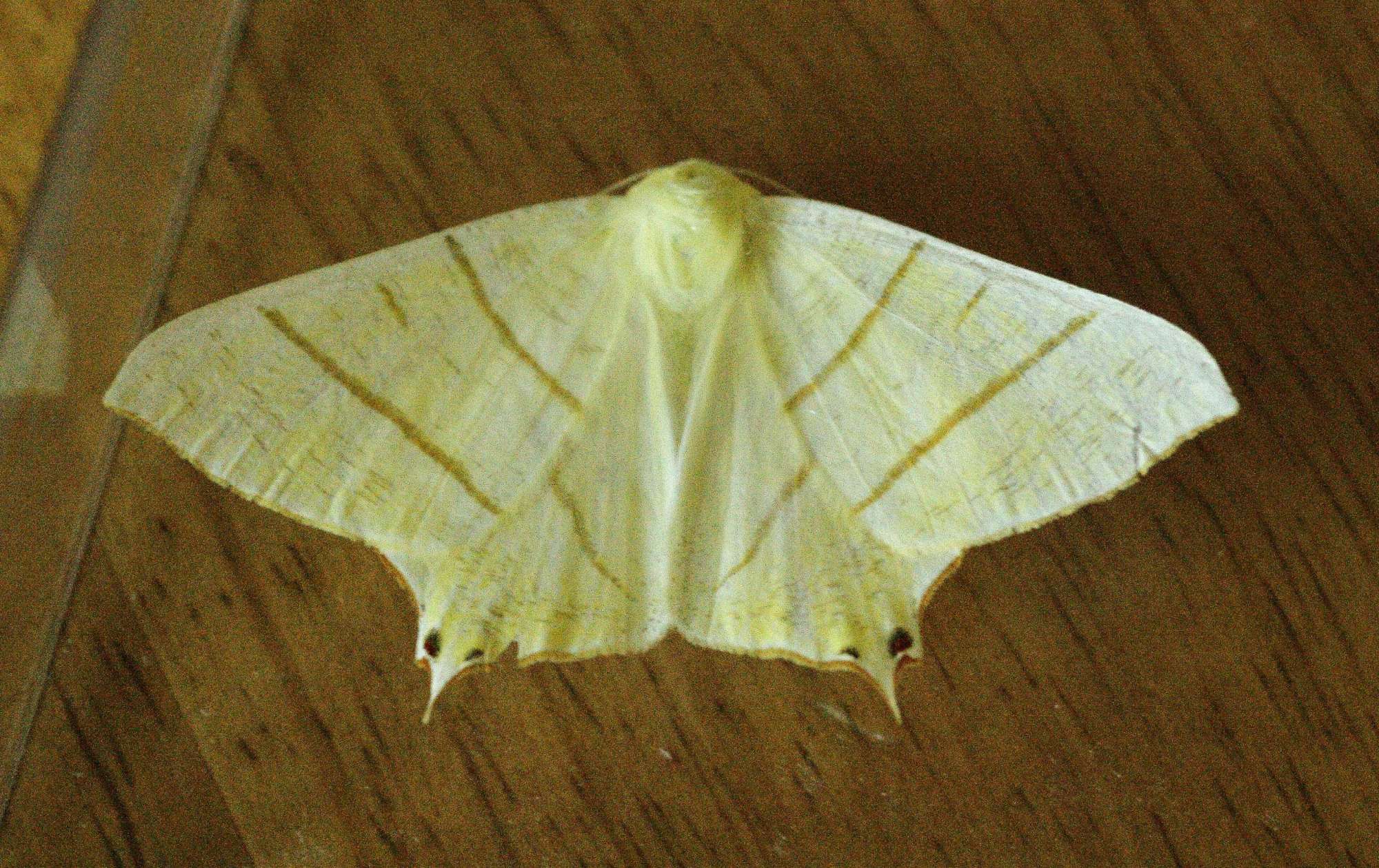Swallow-tailed Moth (Ourapteryx sambucaria) photographed in Somerset by John Connolly