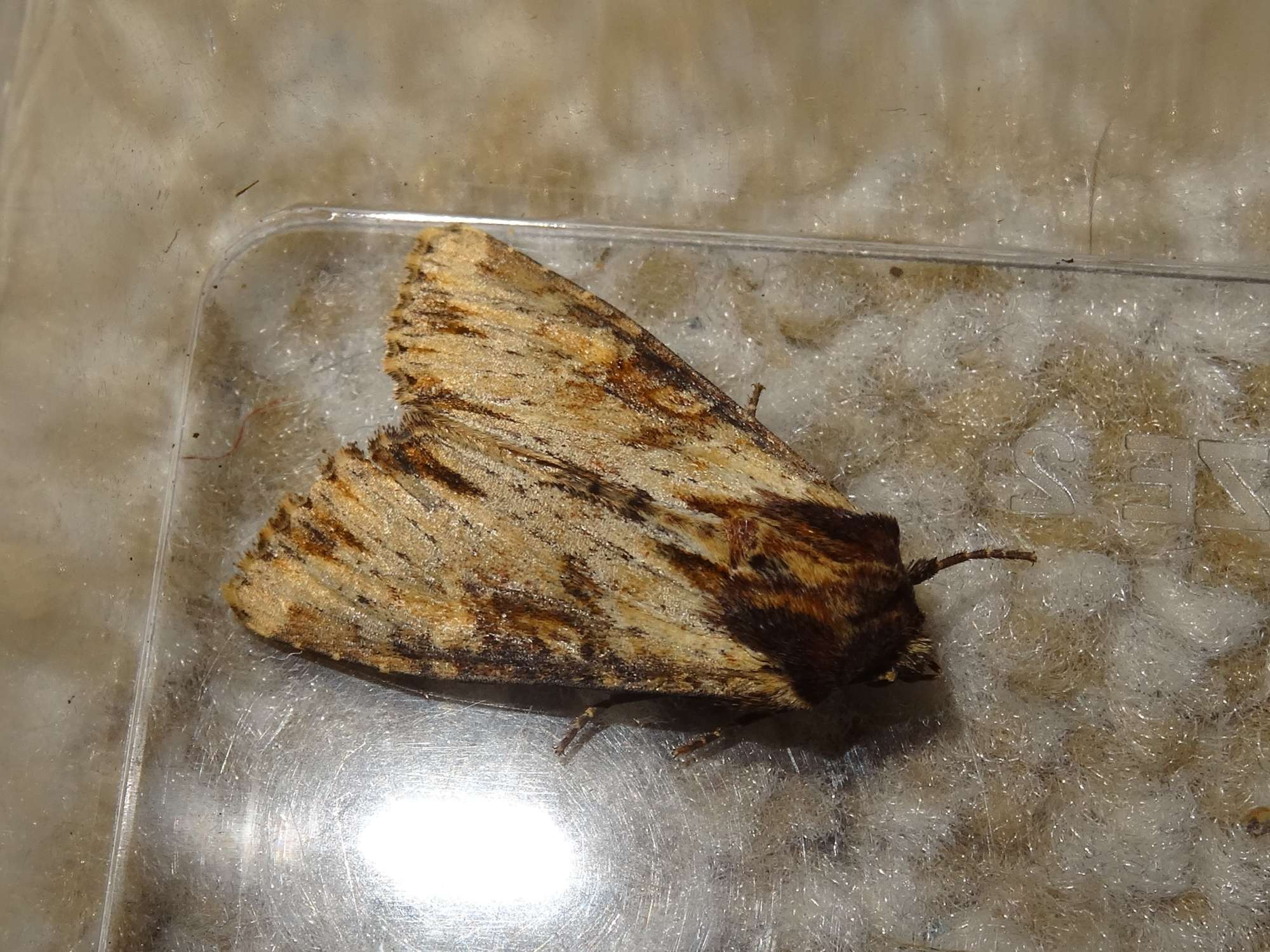 Clouded-bordered Brindle (Apamea crenata) photographed in Somerset by Christopher Iles