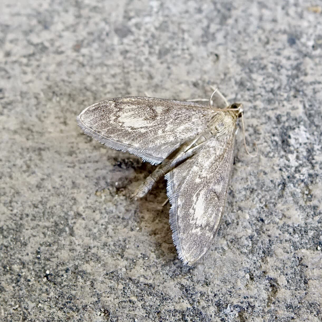 Long-winged Pearl (Anania lancealis) photographed in Somerset by Sue Davies