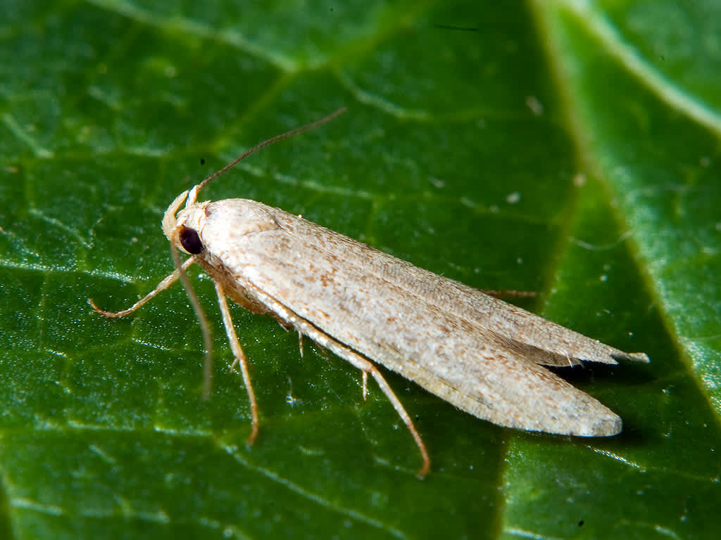 London Dowd (Blastobasis lacticolella) photographed in Somerset by John Bebbington
