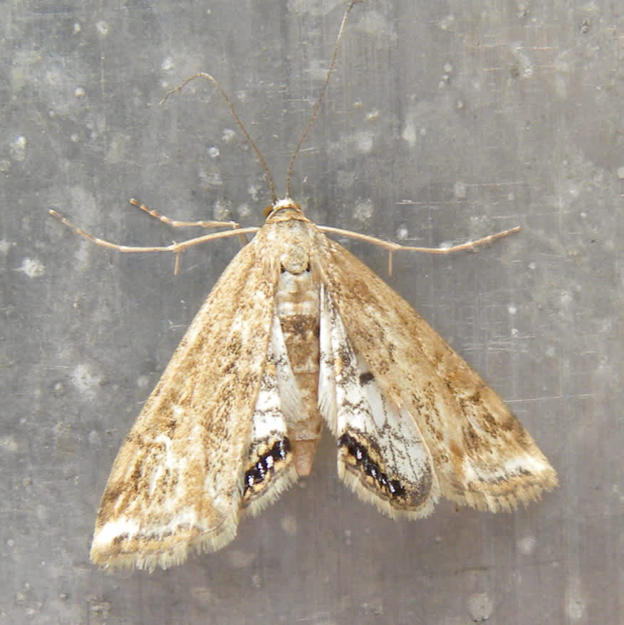 Small China-mark (Cataclysta lemnata) photographed in Somerset by Sue Davies