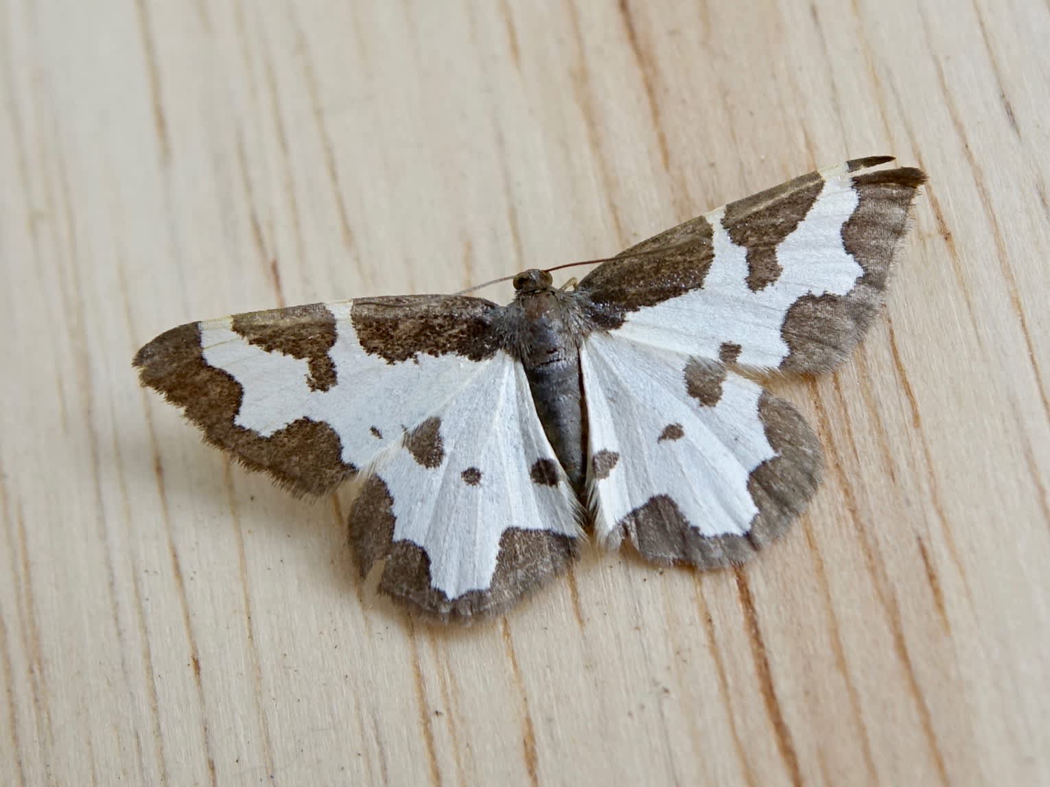 Clouded Border (Lomaspilis marginata) photographed in Somerset by Sue Davies