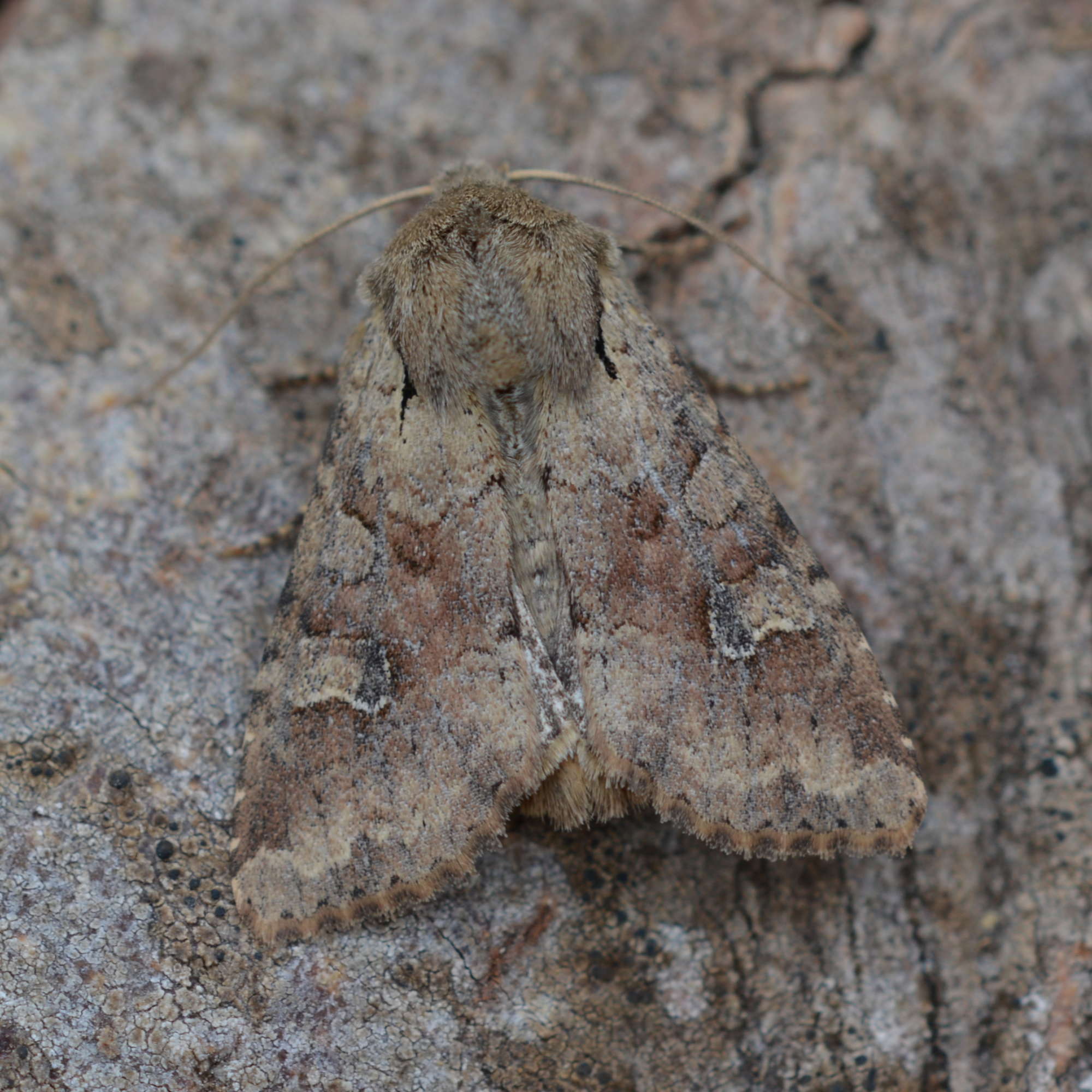 Rustic Shoulder-knot (Apamea sordens) photographed in Somerset by Sue Davies