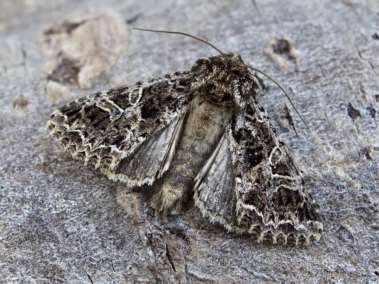 The Lychnis (Hadena bicruris) photographed in Somerset by Sue Davies