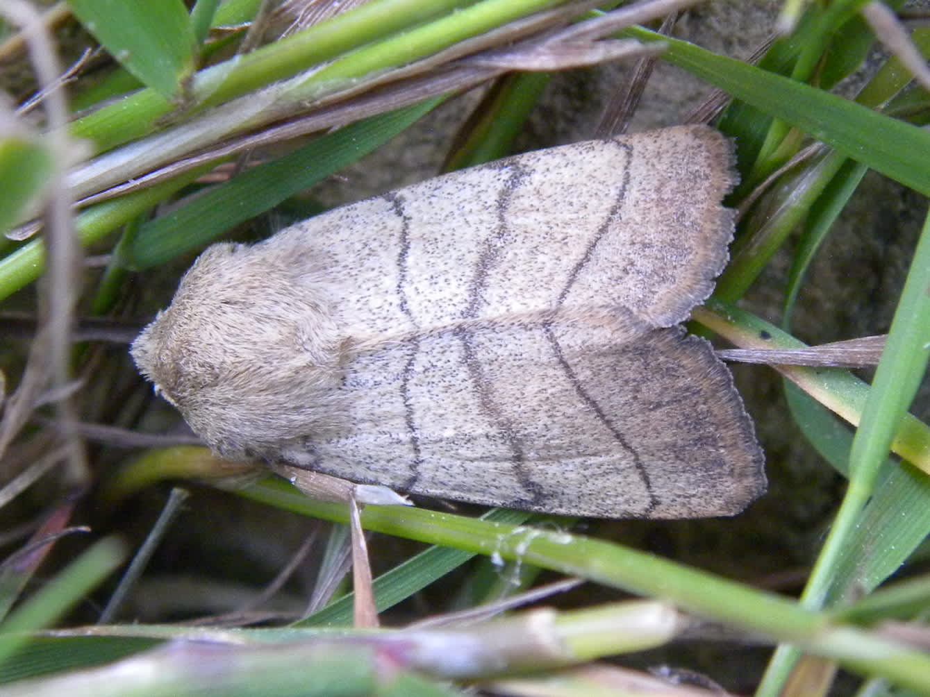 Treble Lines (Charanyca trigrammica) photographed in Somerset by Sue Davies