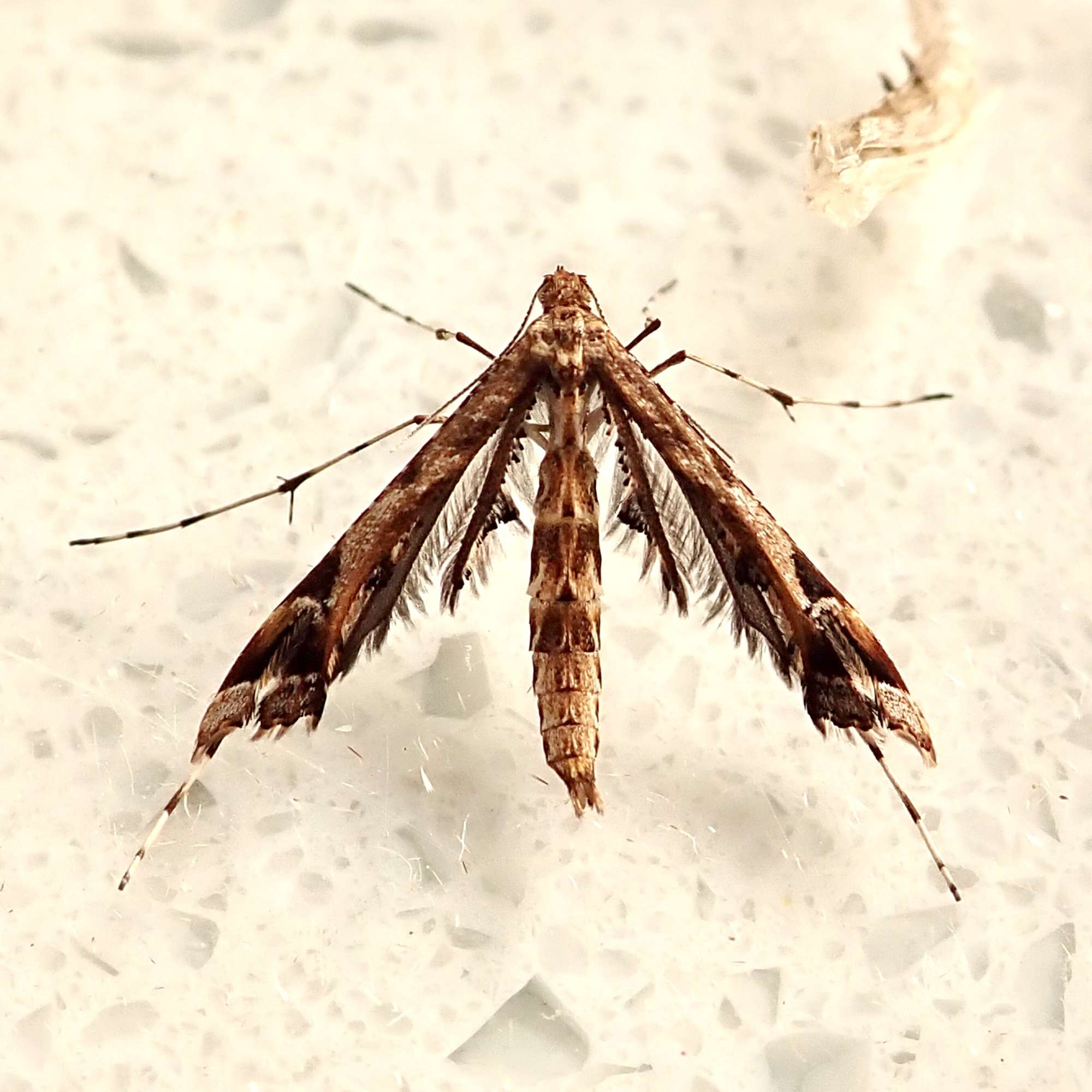 Beautiful Plume (Amblyptilia acanthadactyla) photographed in Somerset by Sue Davies