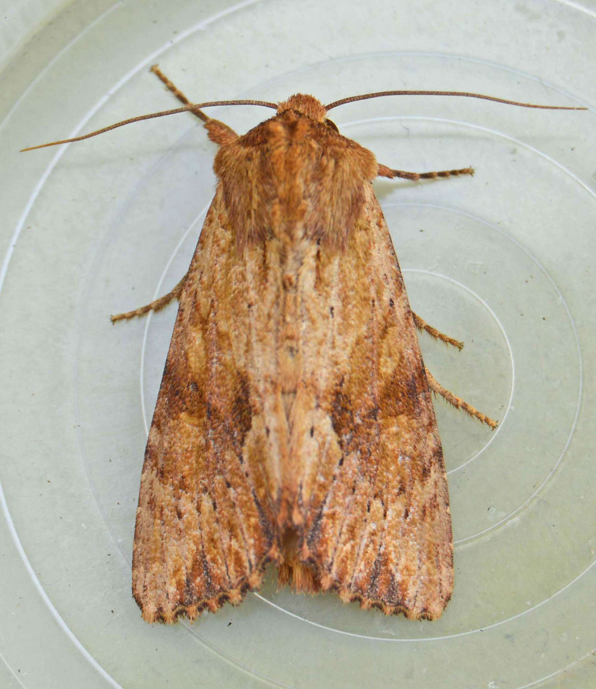 Reddish Light Arches (Apamea sublustris) photographed in Somerset by Jenny Vickers