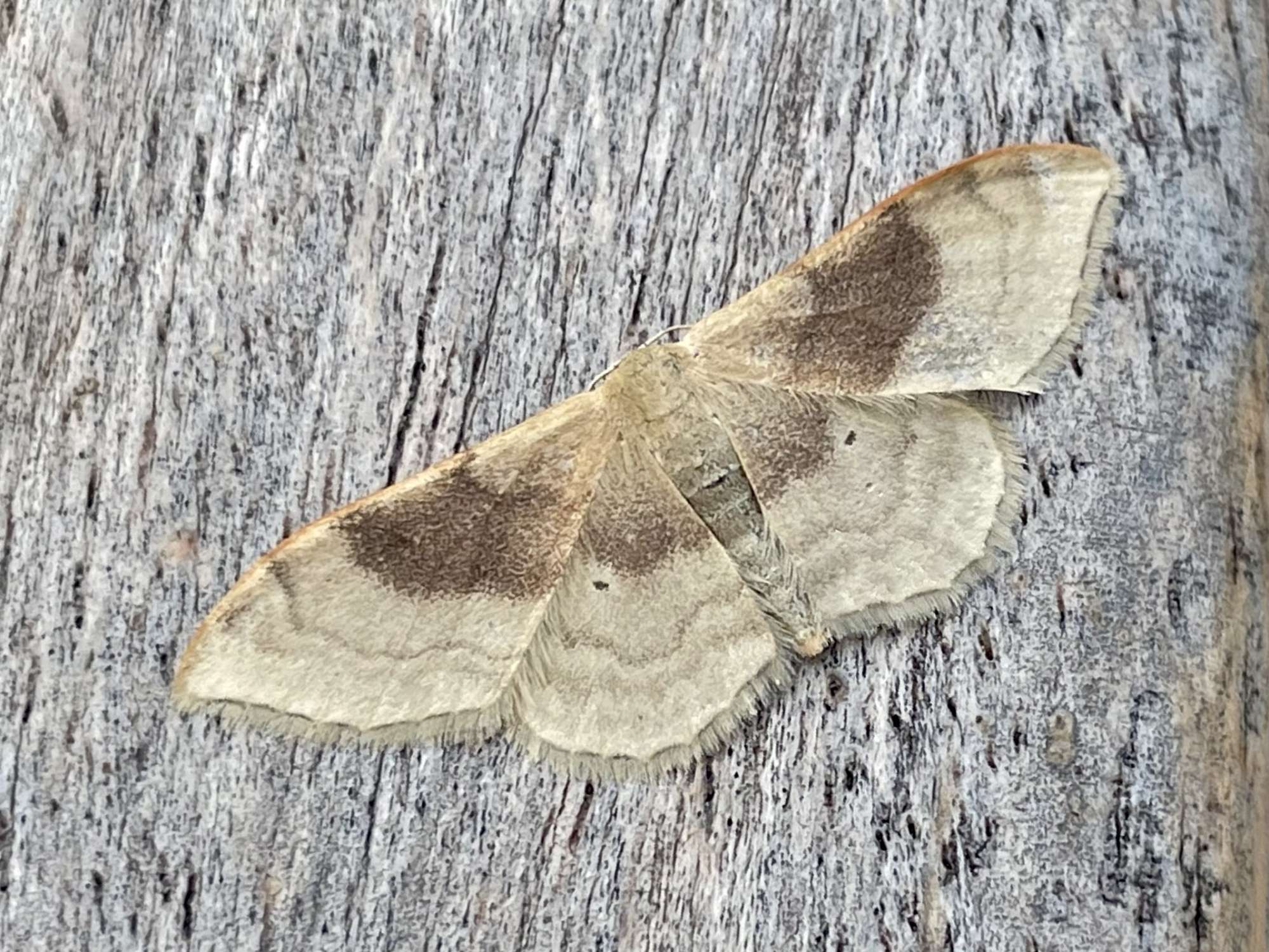 Portland Ribbon Wave (Idaea degeneraria) photographed in Somerset by Sue Davies