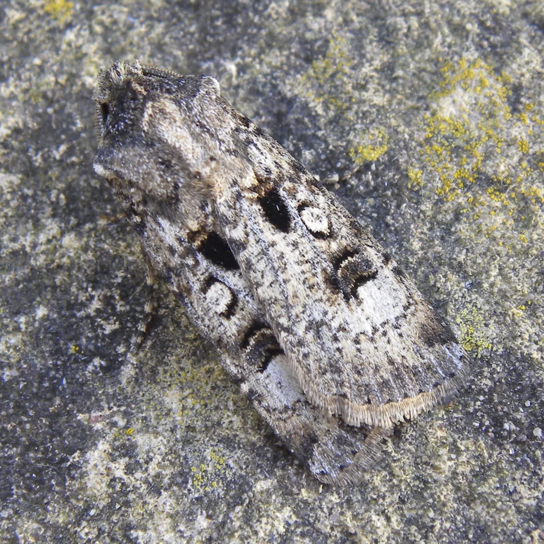 Crescent Dart (Agrotis trux) photographed in Somerset by Sue Davies