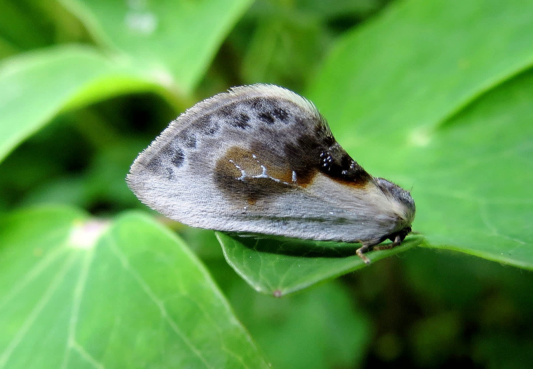 Chinese Character (Cilix glaucata) photographed in Somerset by Steve Chapple