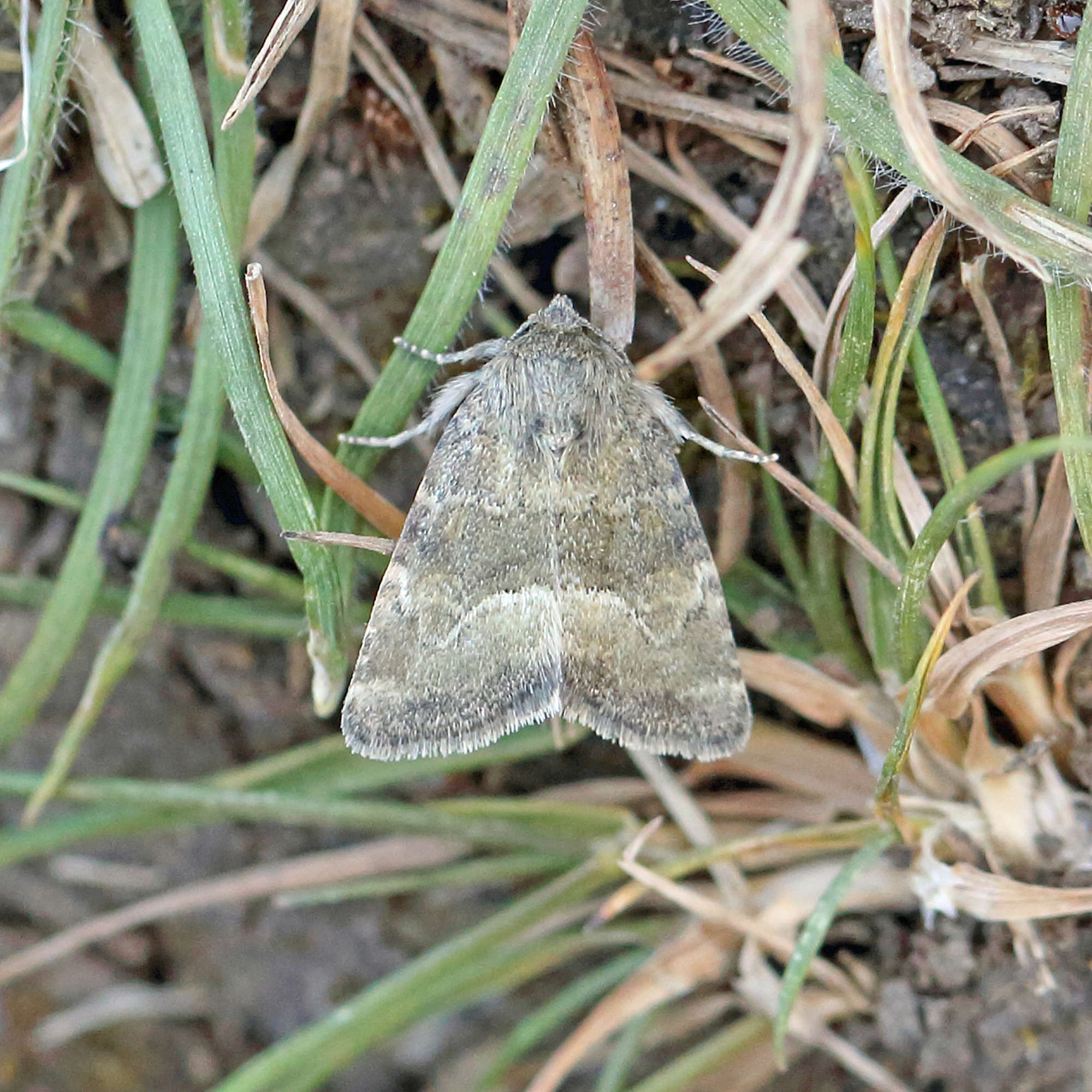 Least Minor (Photedes captiuncula) photographed in Somerset by Nigel Voaden