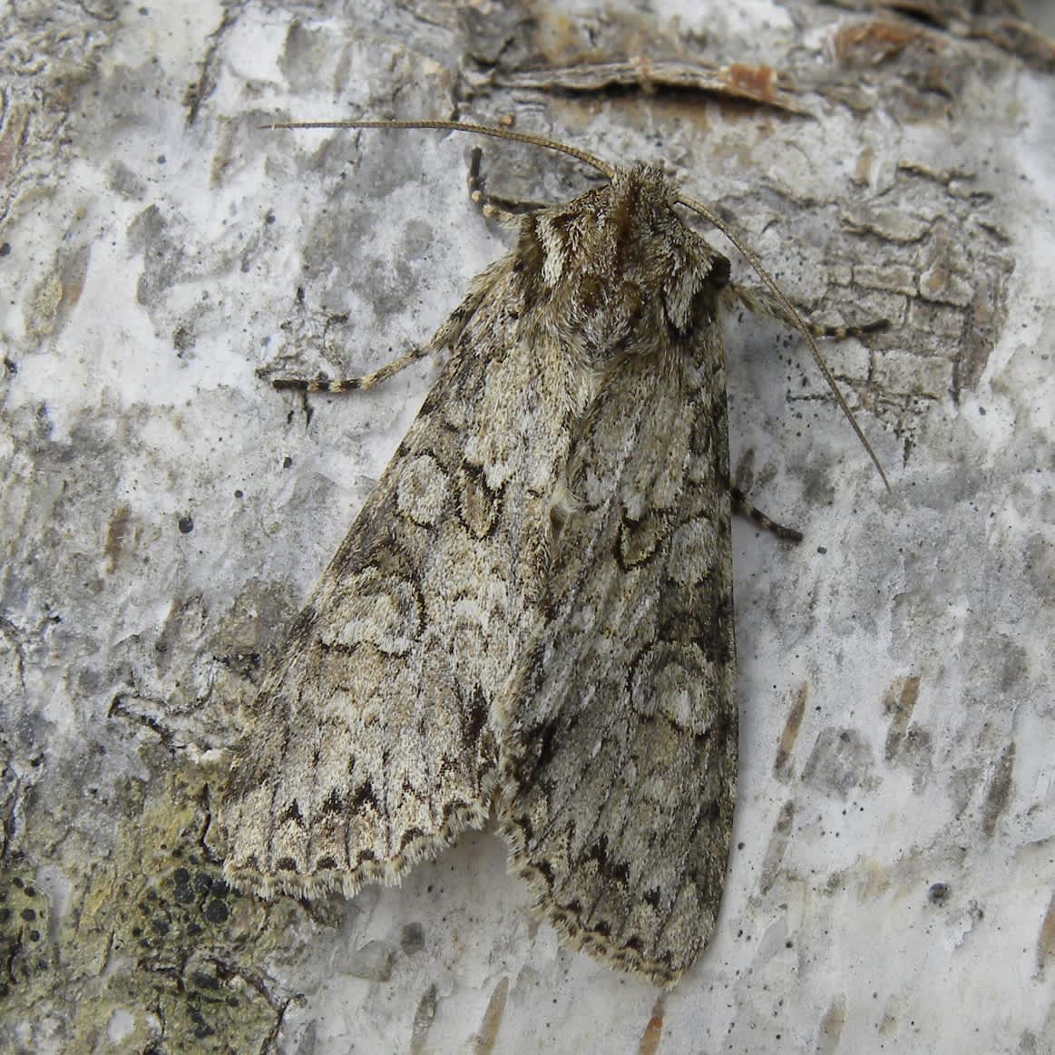 Grey Arches (Polia nebulosa) photographed in Somerset by Sue Davies