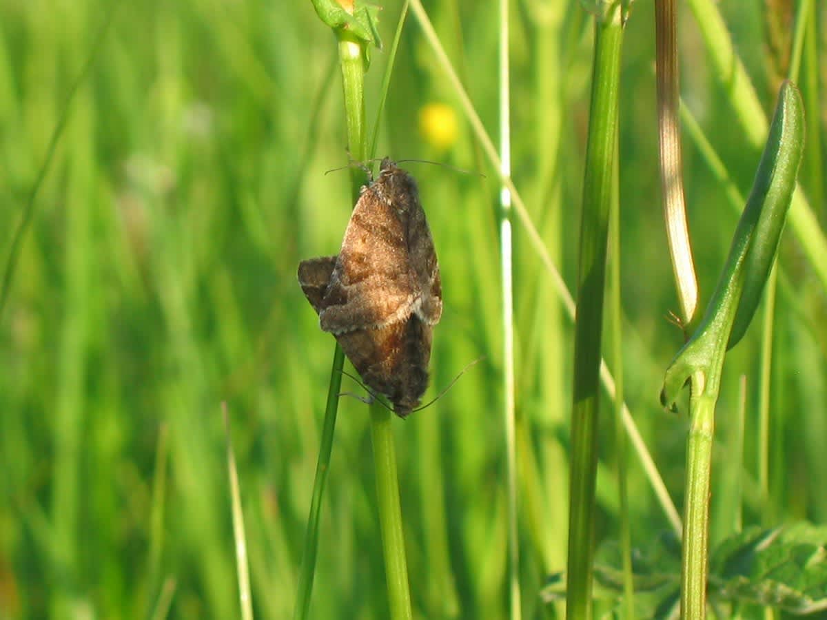 Burnet Companion (Euclidia glyphica) photographed in Somerset by Christopher Iles