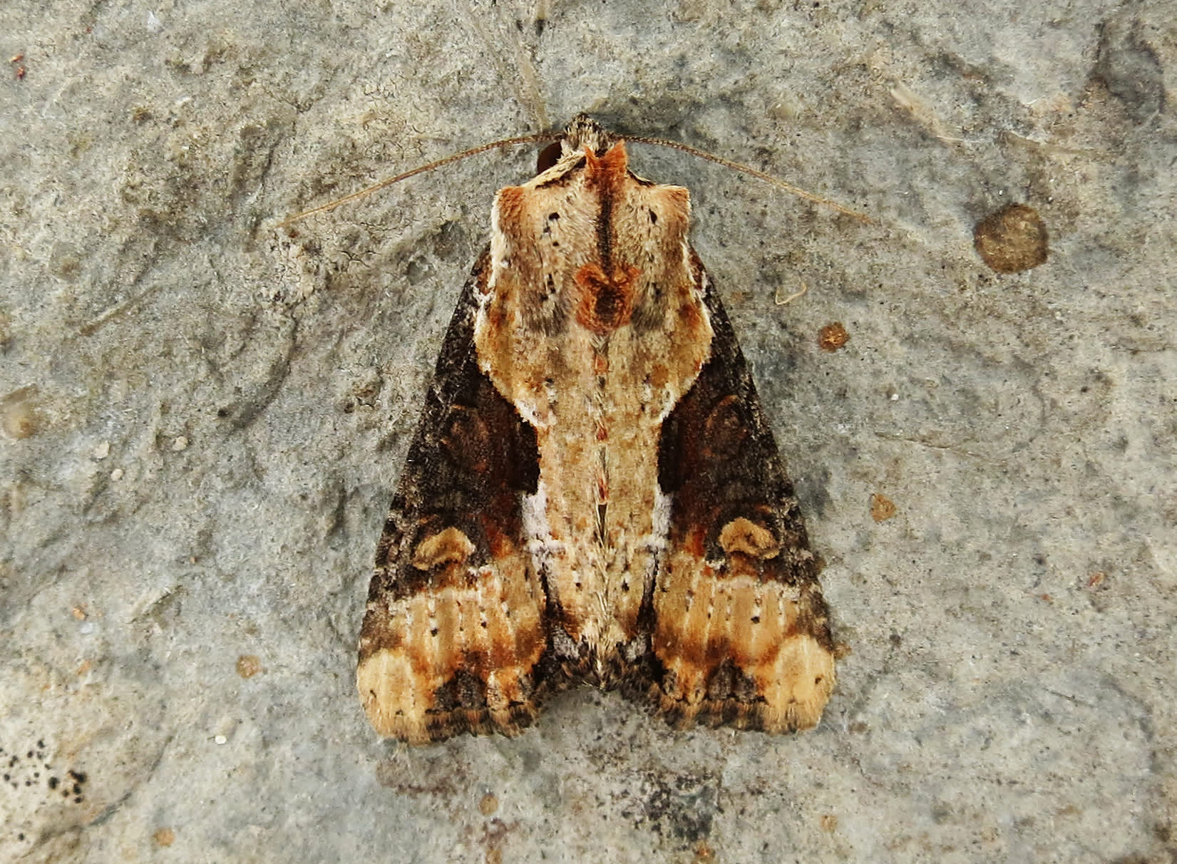 Double Lobed (Lateroligia ophiogramma) photographed in Somerset by Steve Chapple